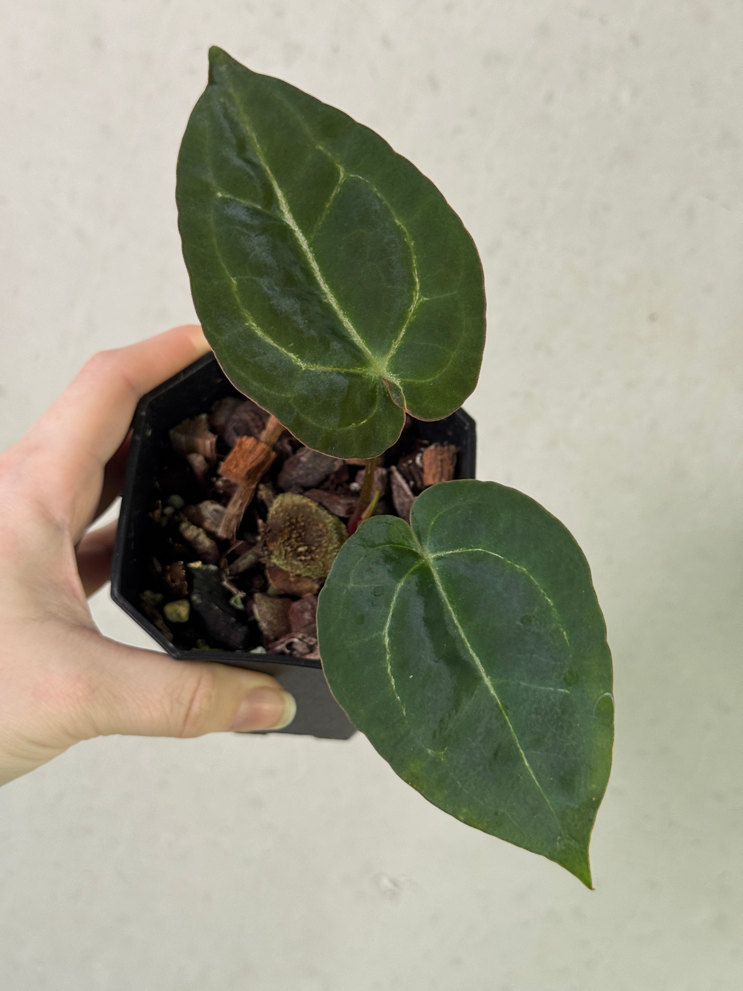 Anthurium Enid’s bench x ‘Stripey Mag’
