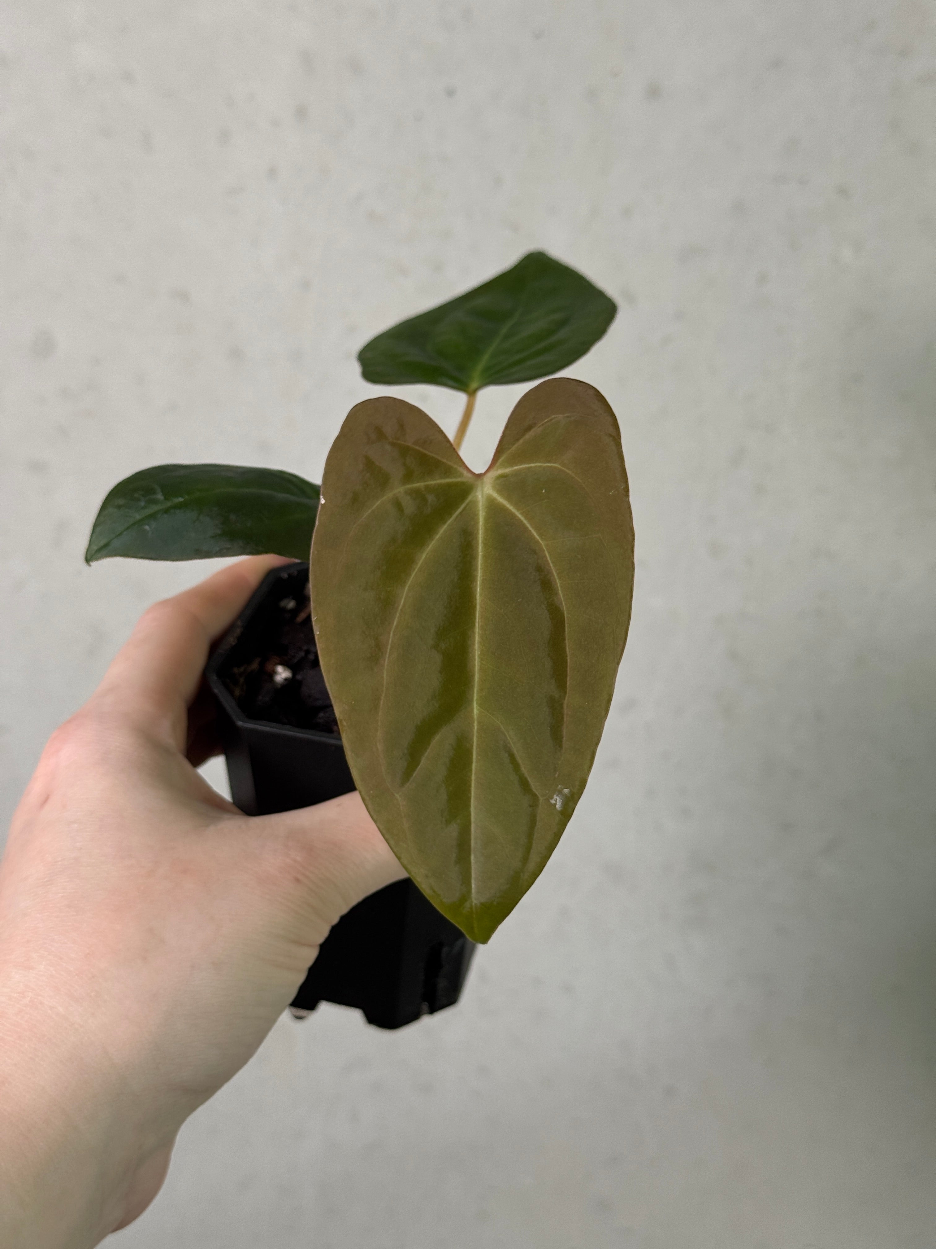Anthurium papillilaminum XOne x XOne clone plant with glossy green leaves, potted for indoor or outdoor decoration.