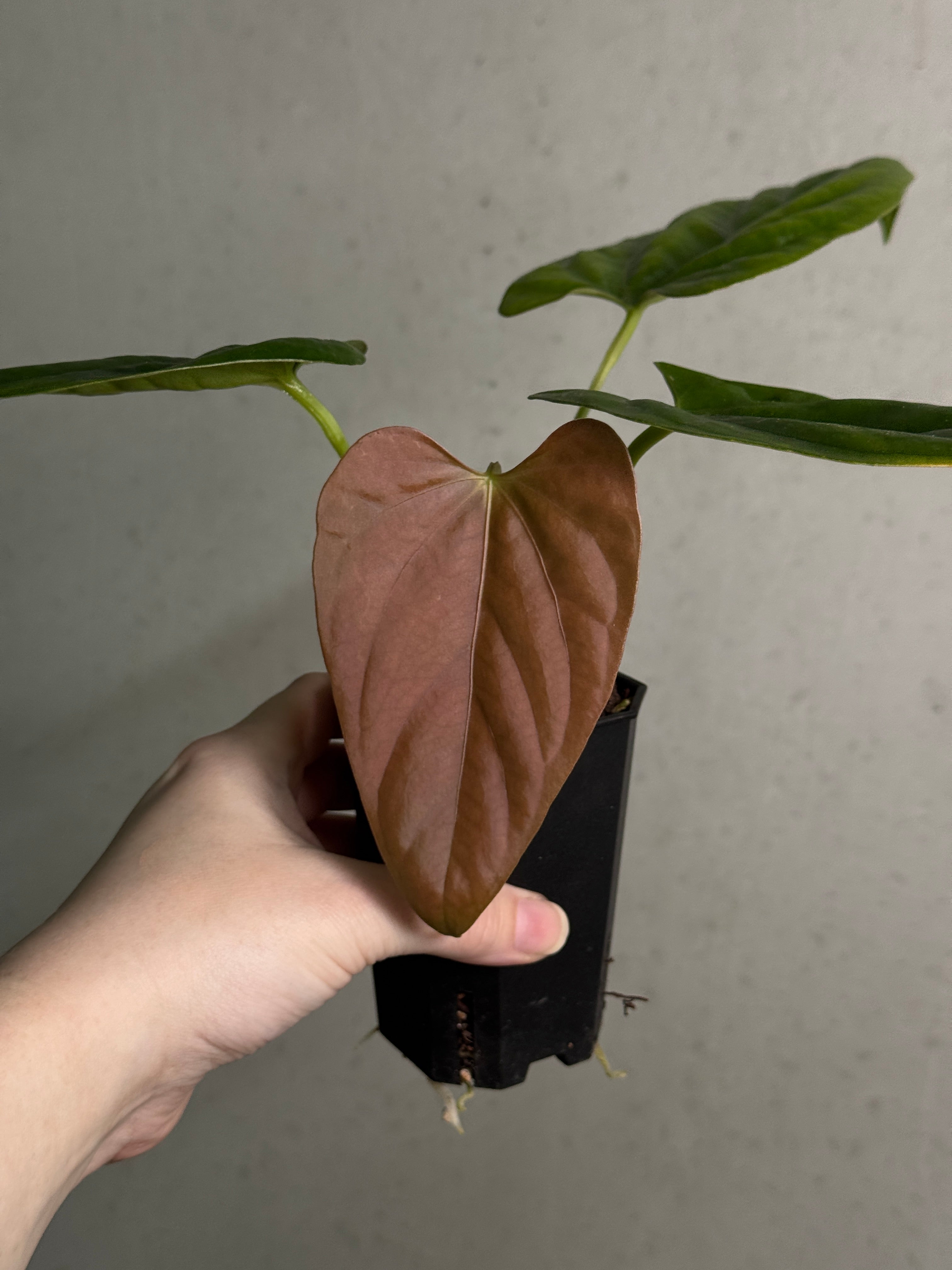 Anthurium Mr. Worldwide x Debile