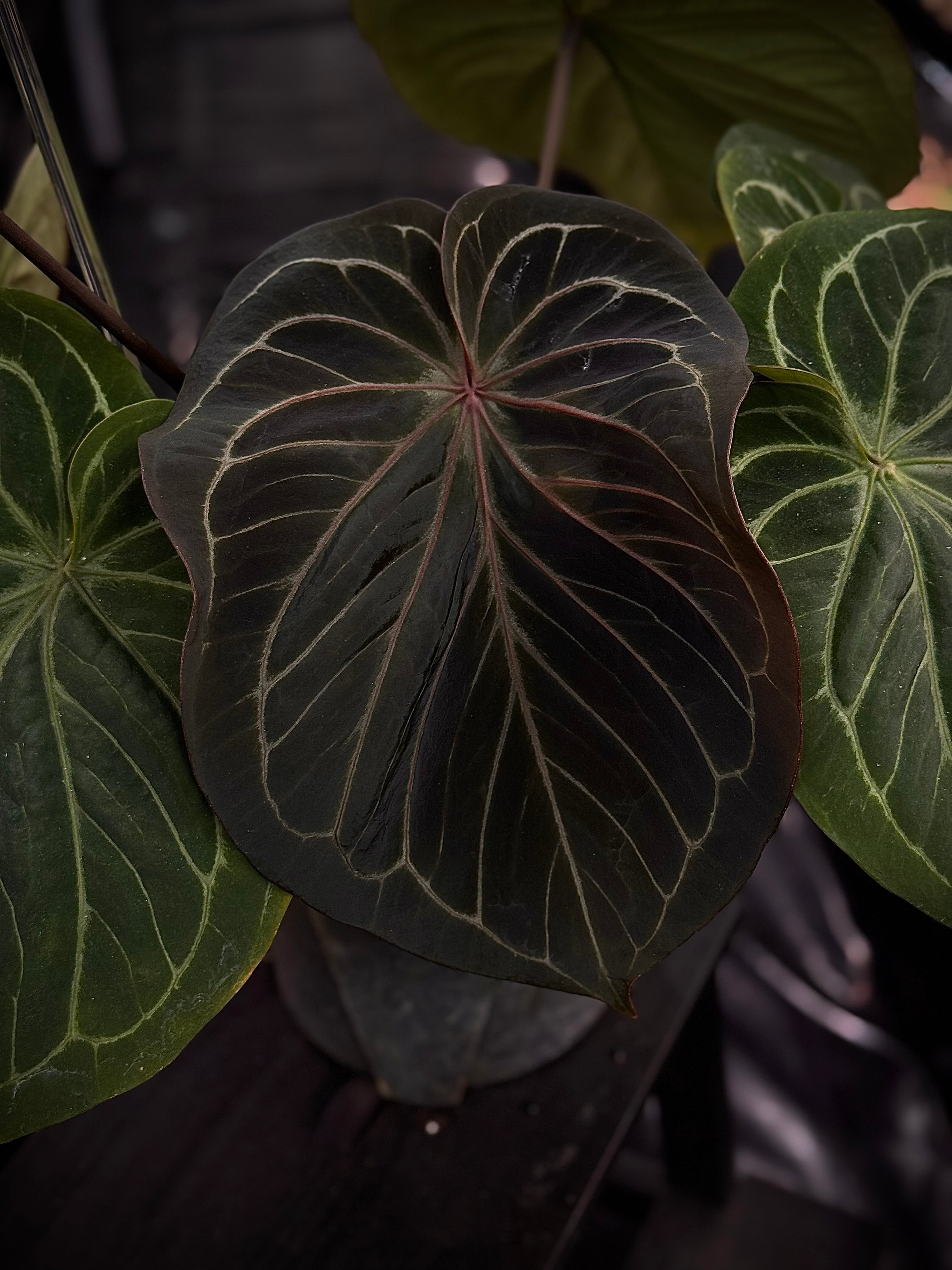 NFS: Anthurium HU 'Round'