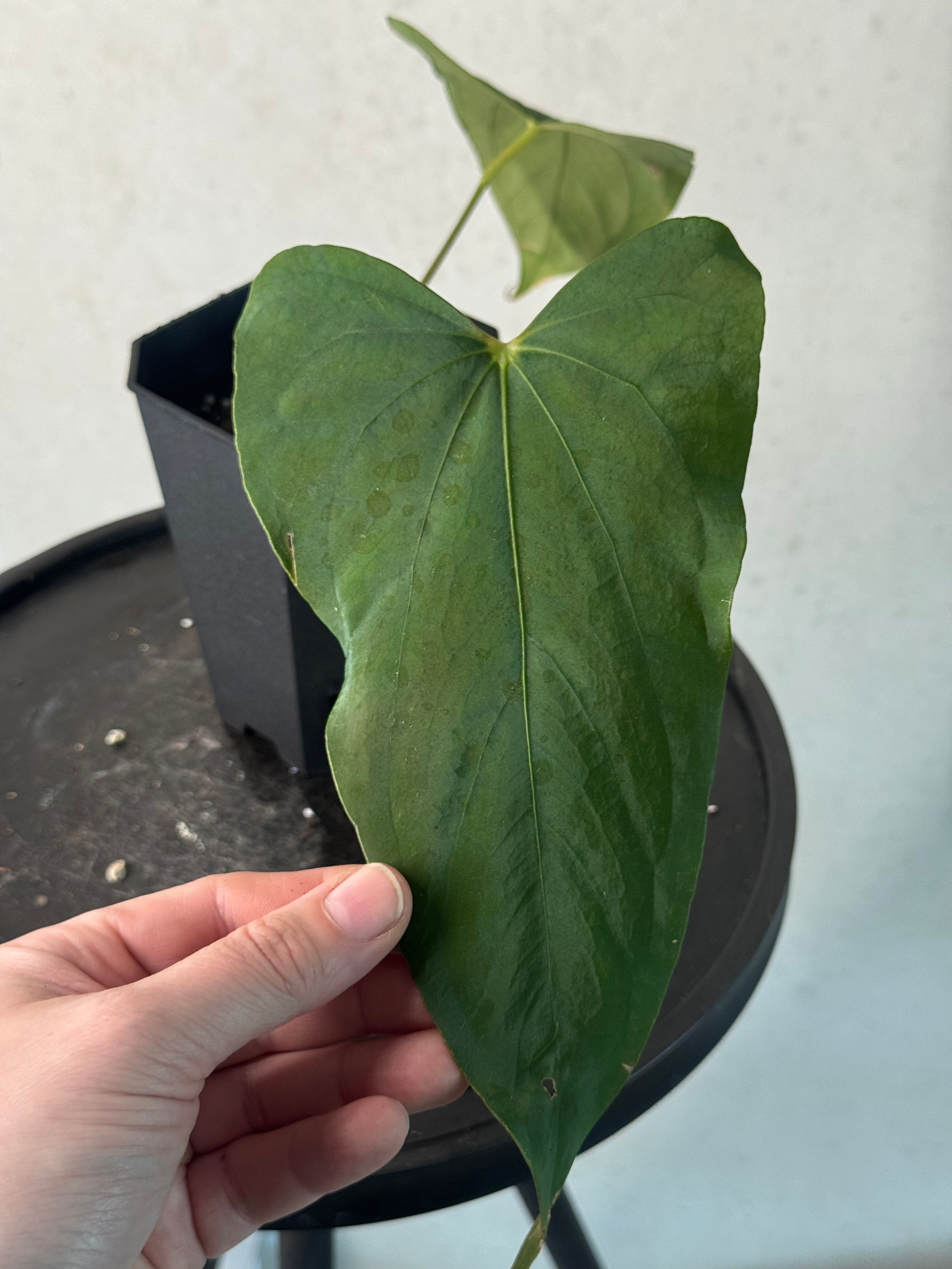 Anthurium sp. Nov DF (JV) - Pre-order