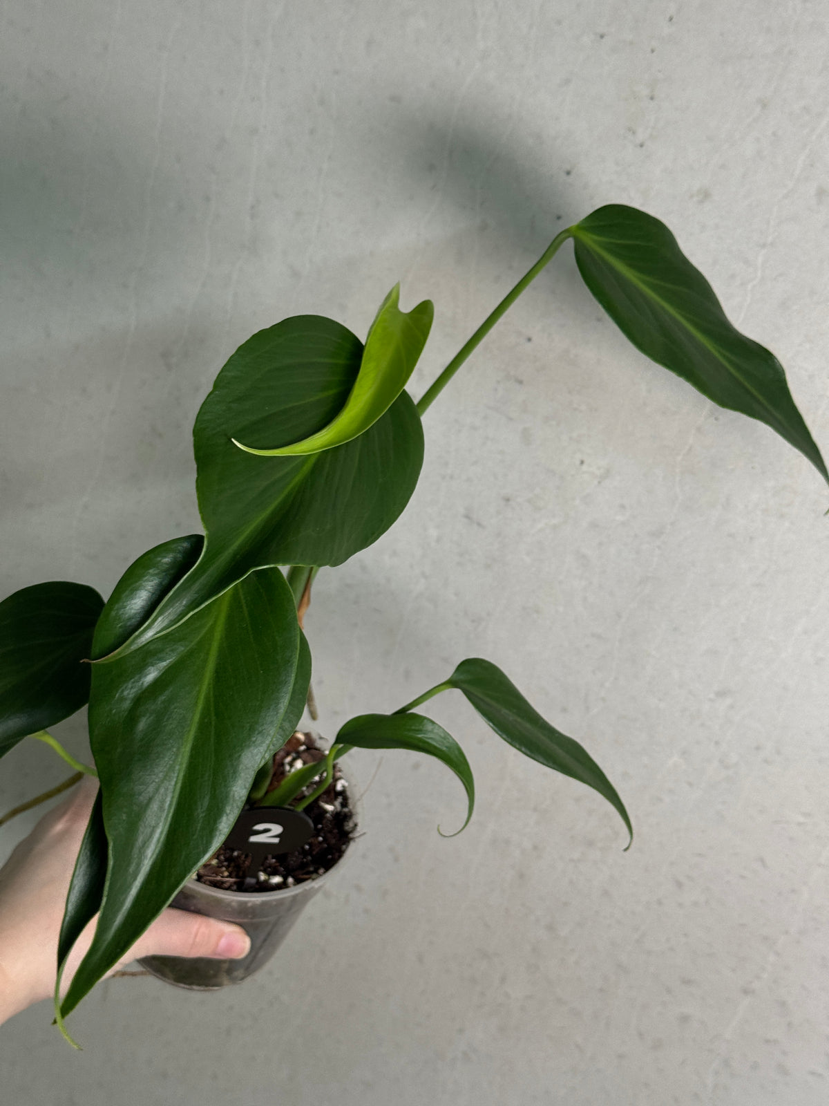 Healthy Monstera Burle Marx Flame plant by SMUKHI with lush green leaves and distinctive flame-like variegation.