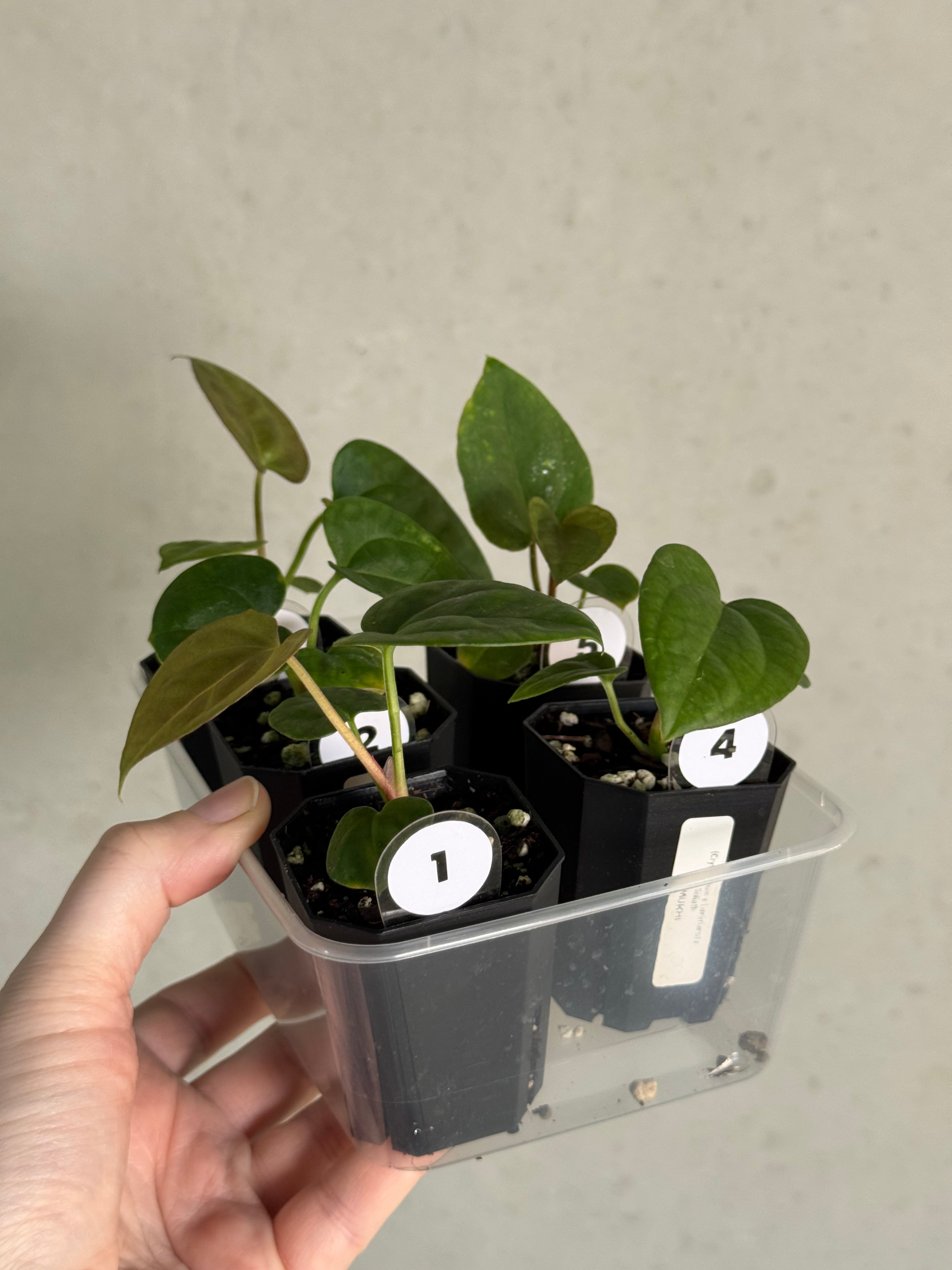 Anthurium (Crystallinum x Luxurians) x Goliath - SMUKHI