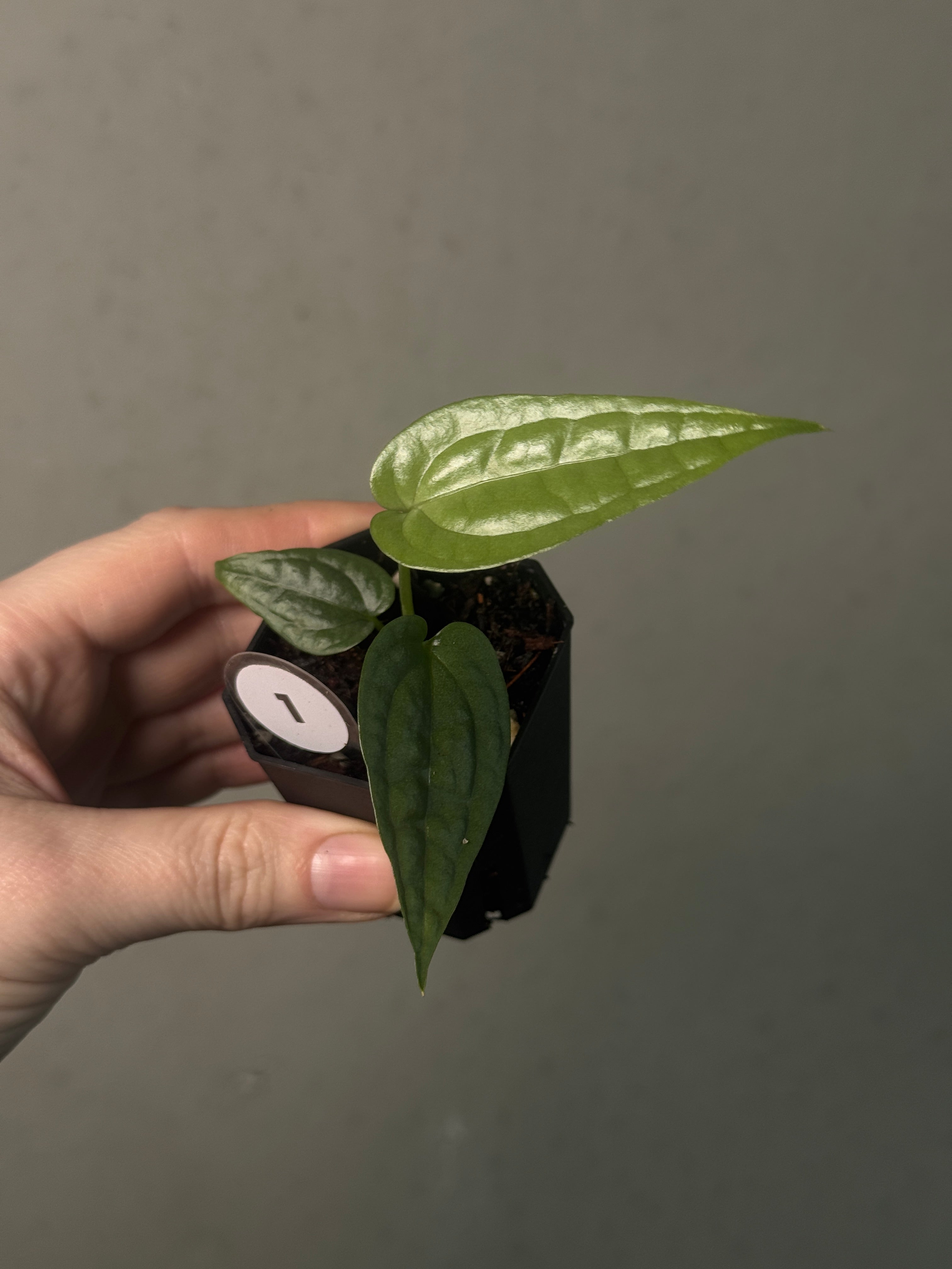 Anthurium sp. Limon - SMUKHI