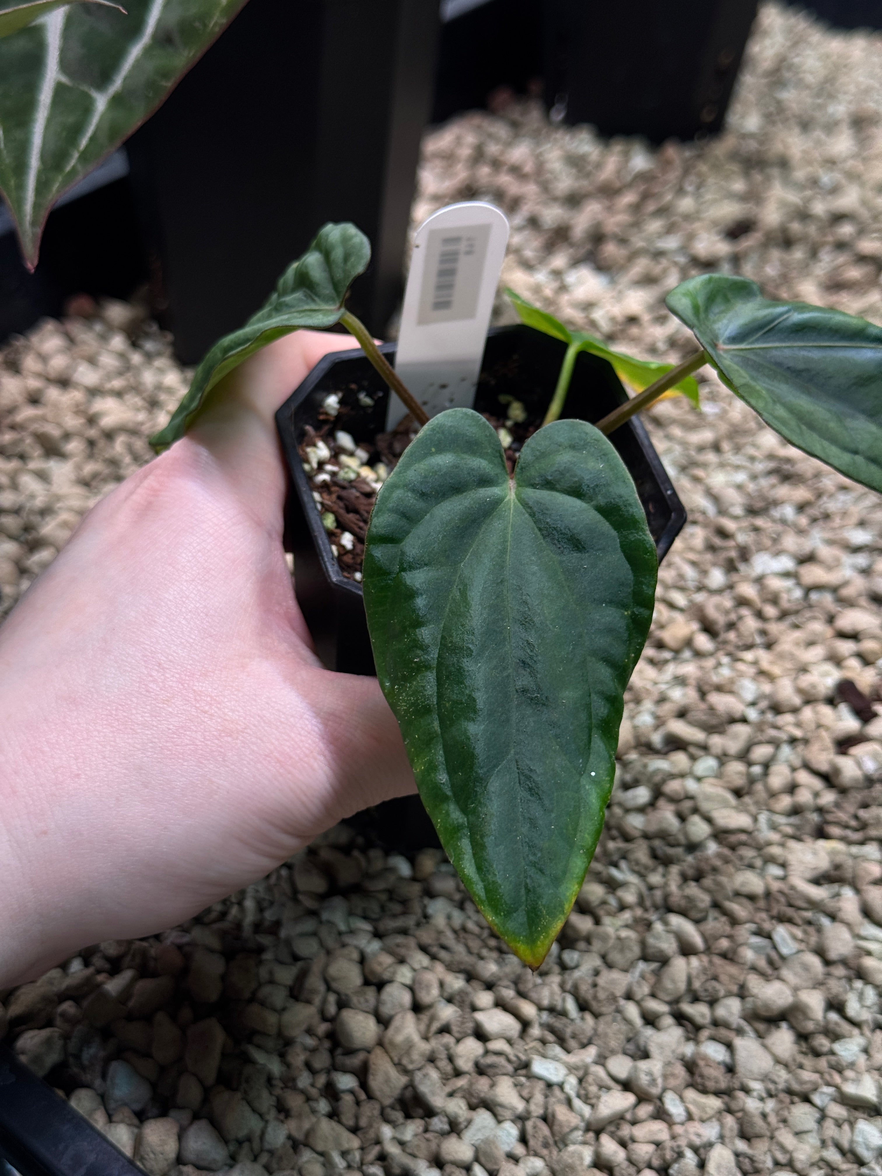 Anthurium Dressleri NSE 'Obsidian' x RG