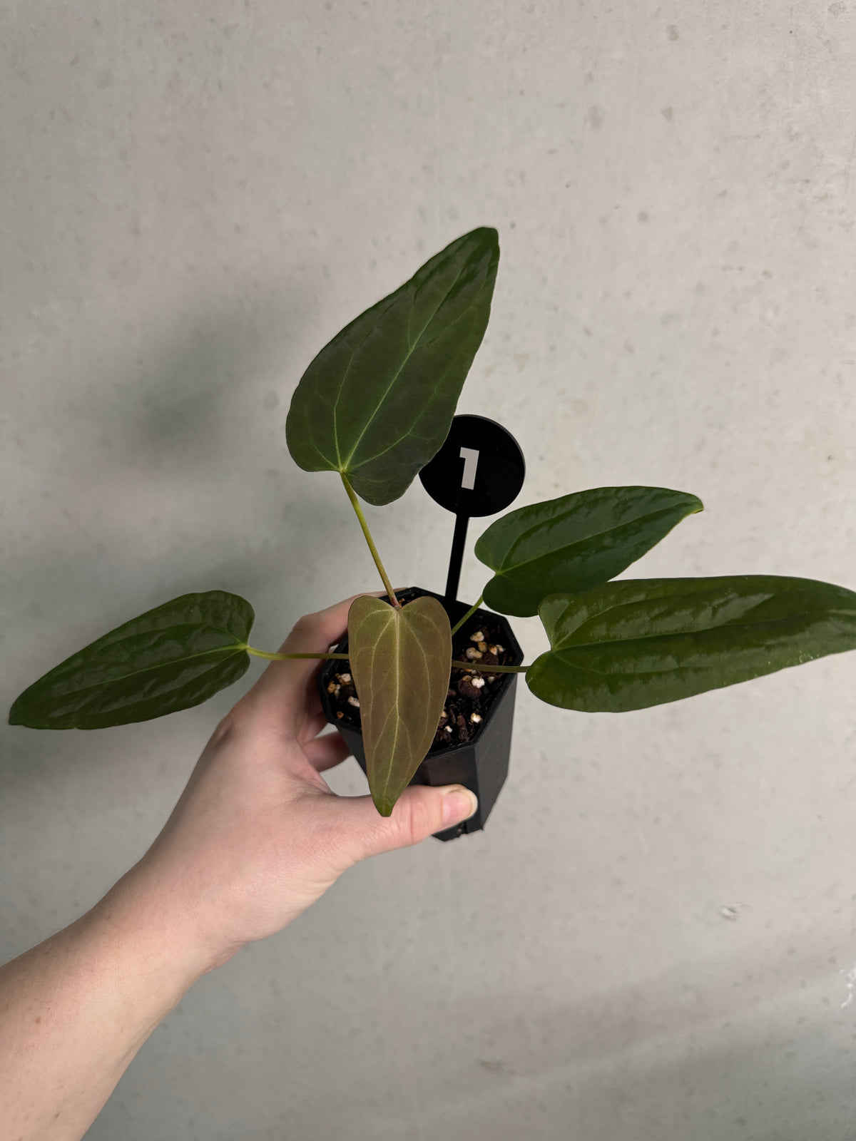 Anthurium Tim Anderson ‘Stripey’ x Portillae ‘Dorito’ plant by Granthuriums with vibrant green and striped leaves.