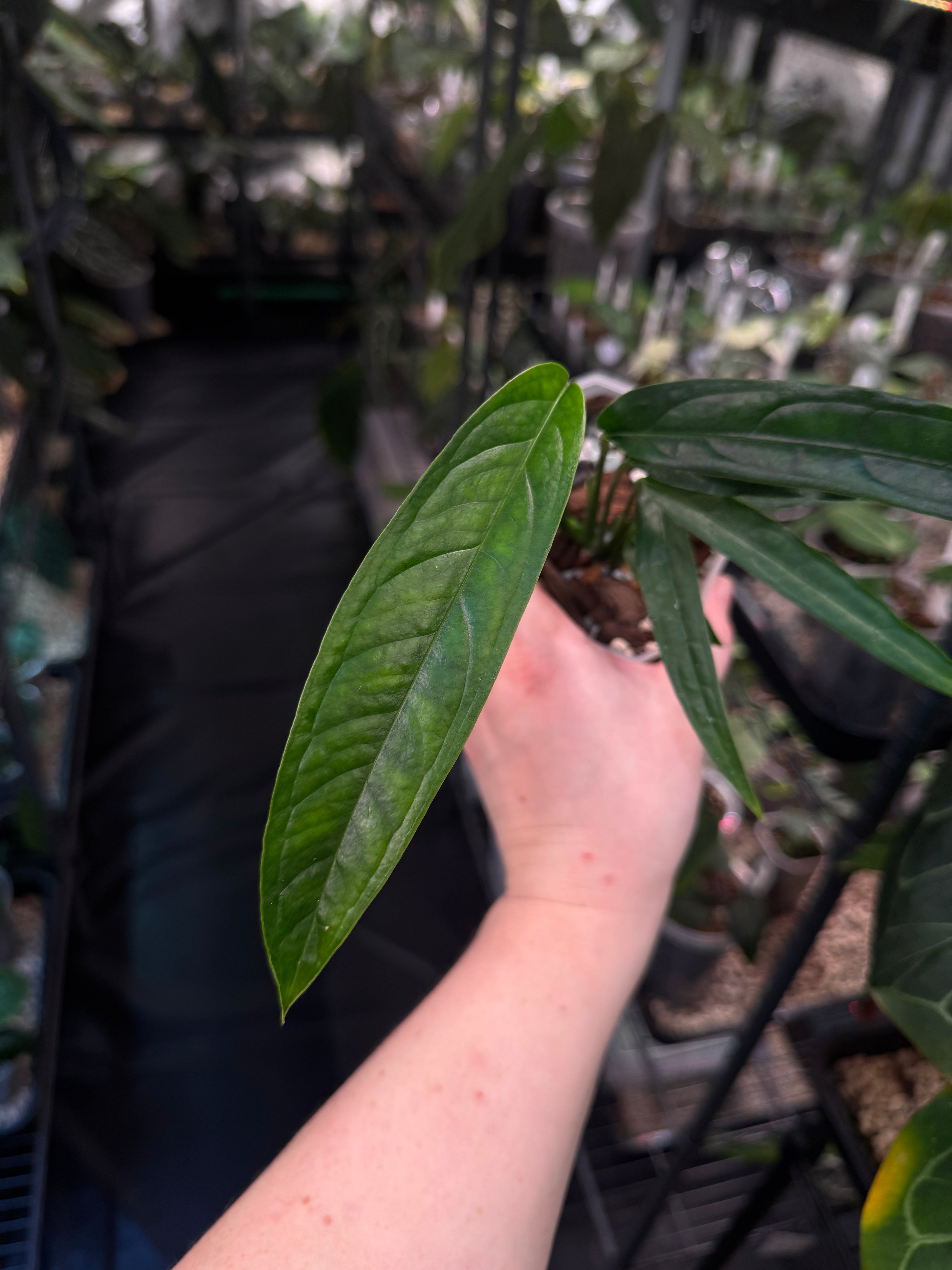 Monstera Obliqua Yasuni