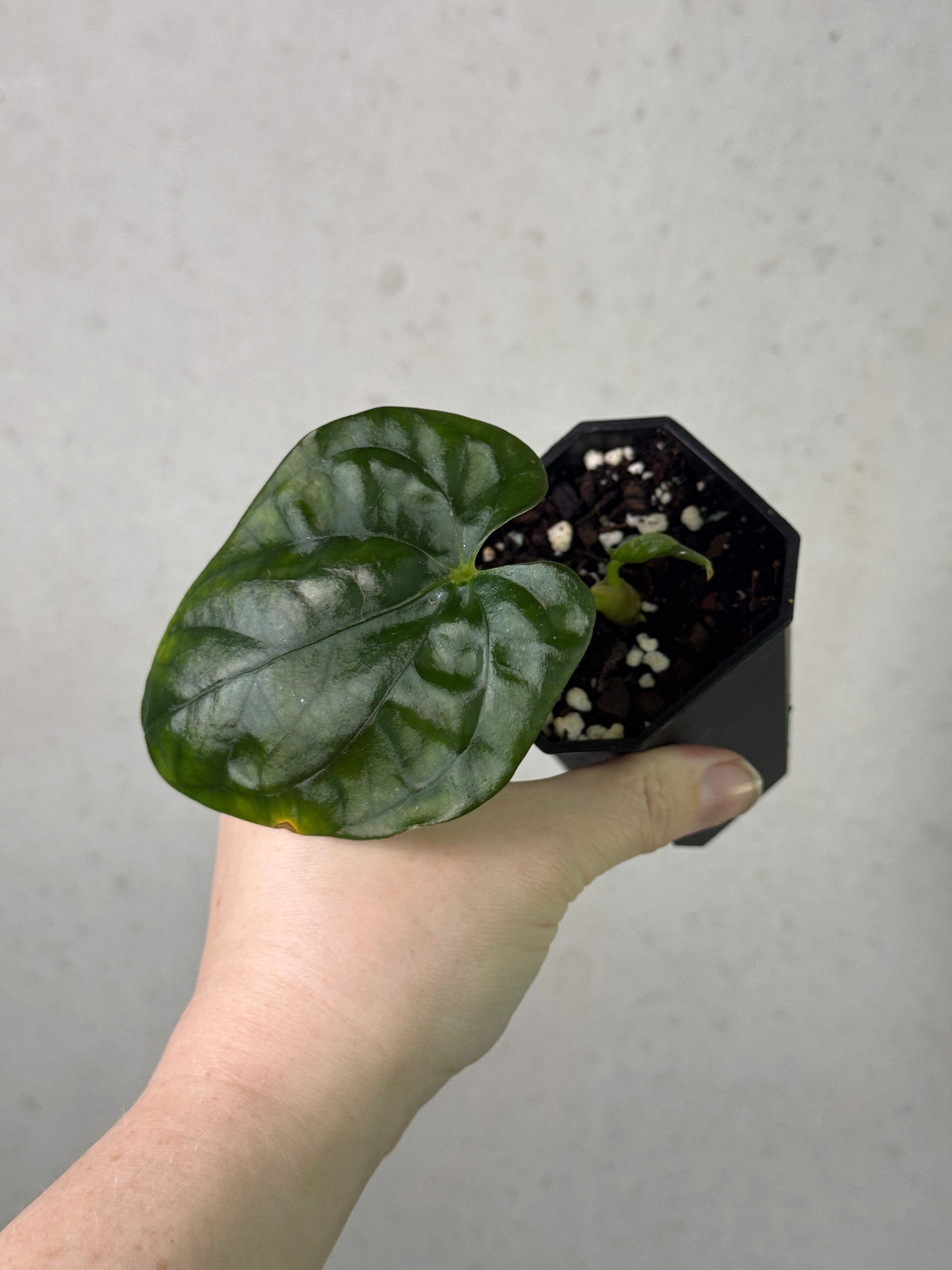 SMUKHI Anthurium plant with vibrant green leaves and bright red spathes, valued grade indoor tropical plant.
