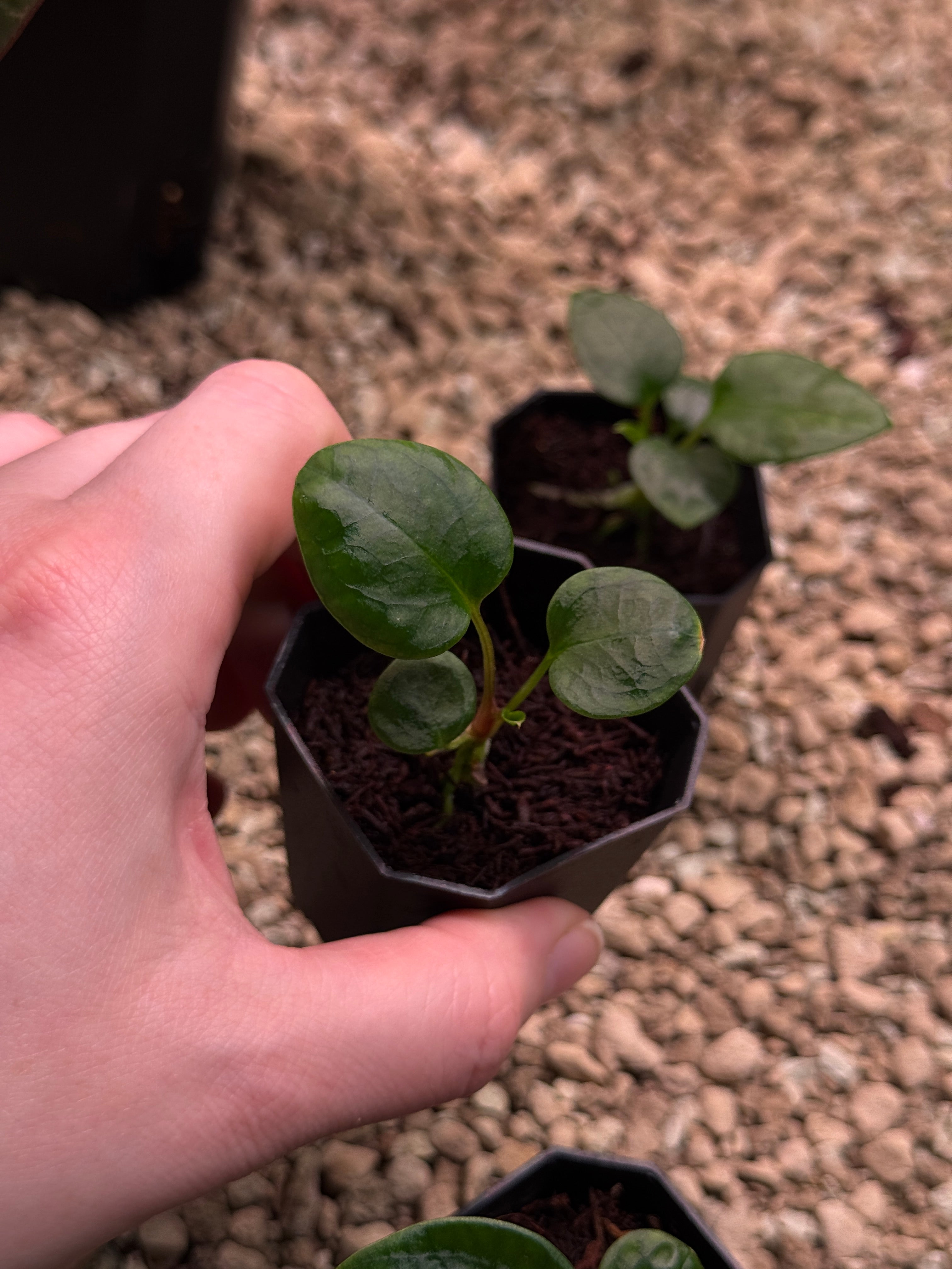 Anthurium Mr. Worldwide x Portillae ‘Dorito’