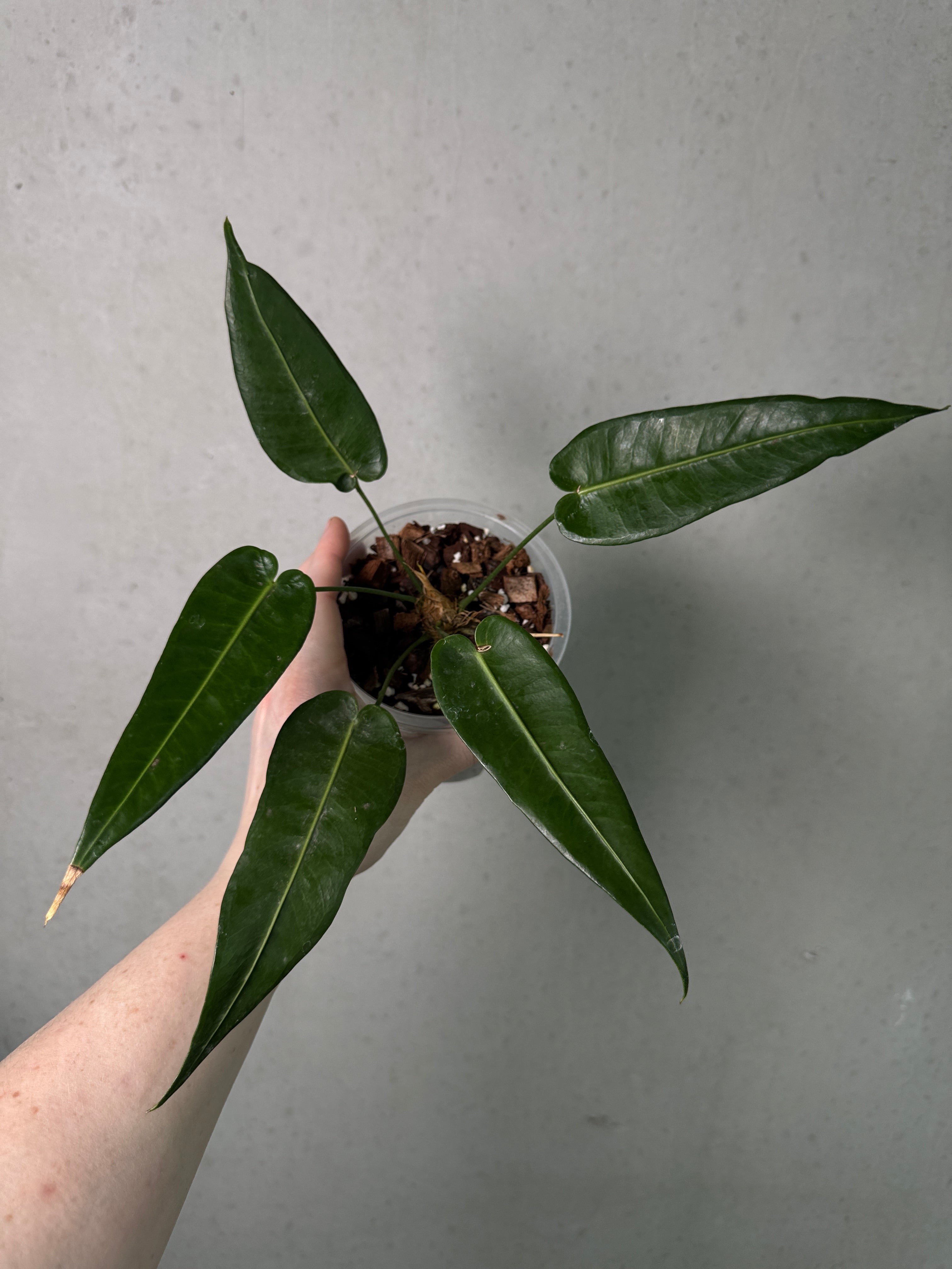 Anthurium Timplowmanii