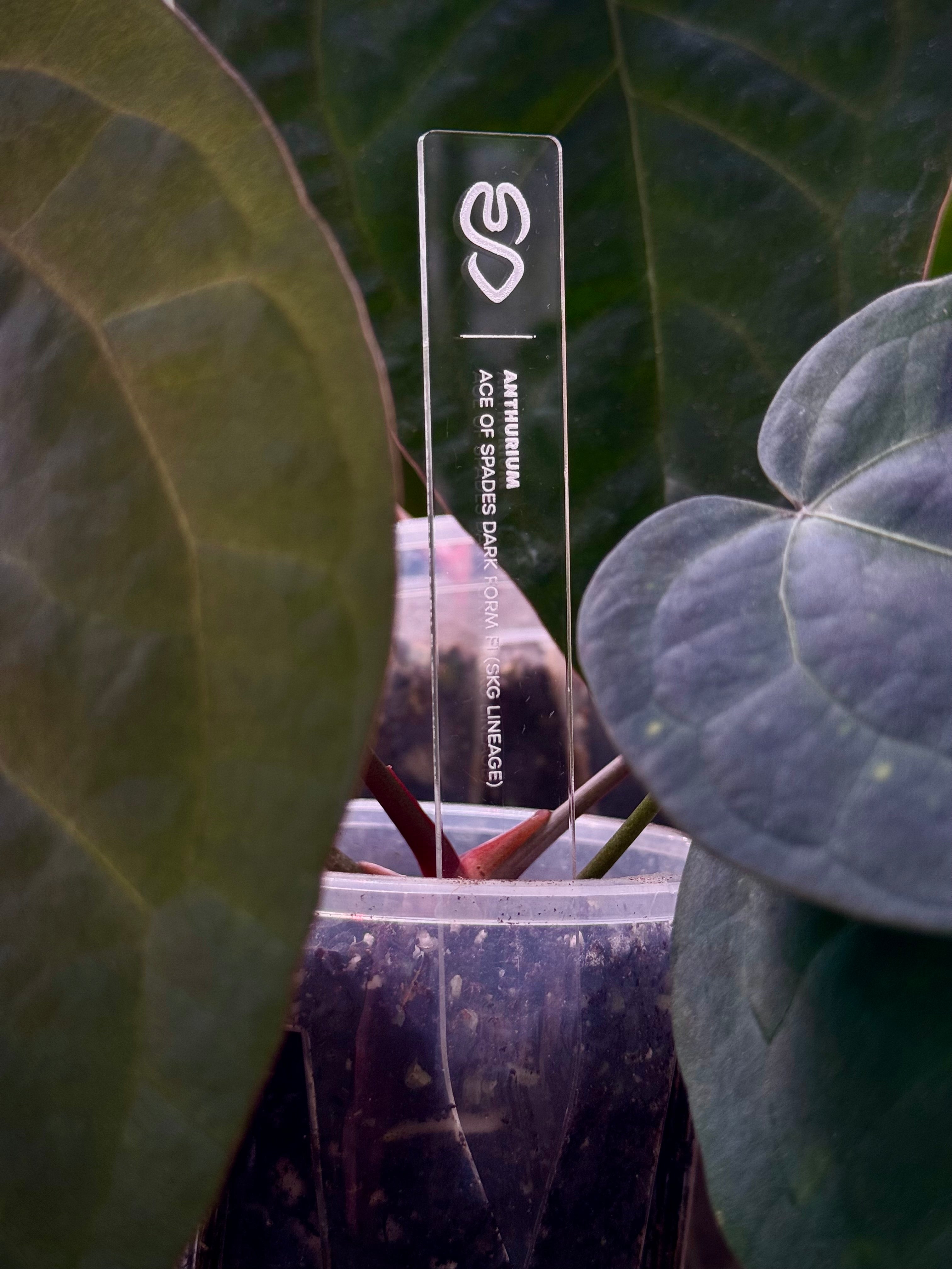 SMUKHI Acrylic Plant Tag - Engraved