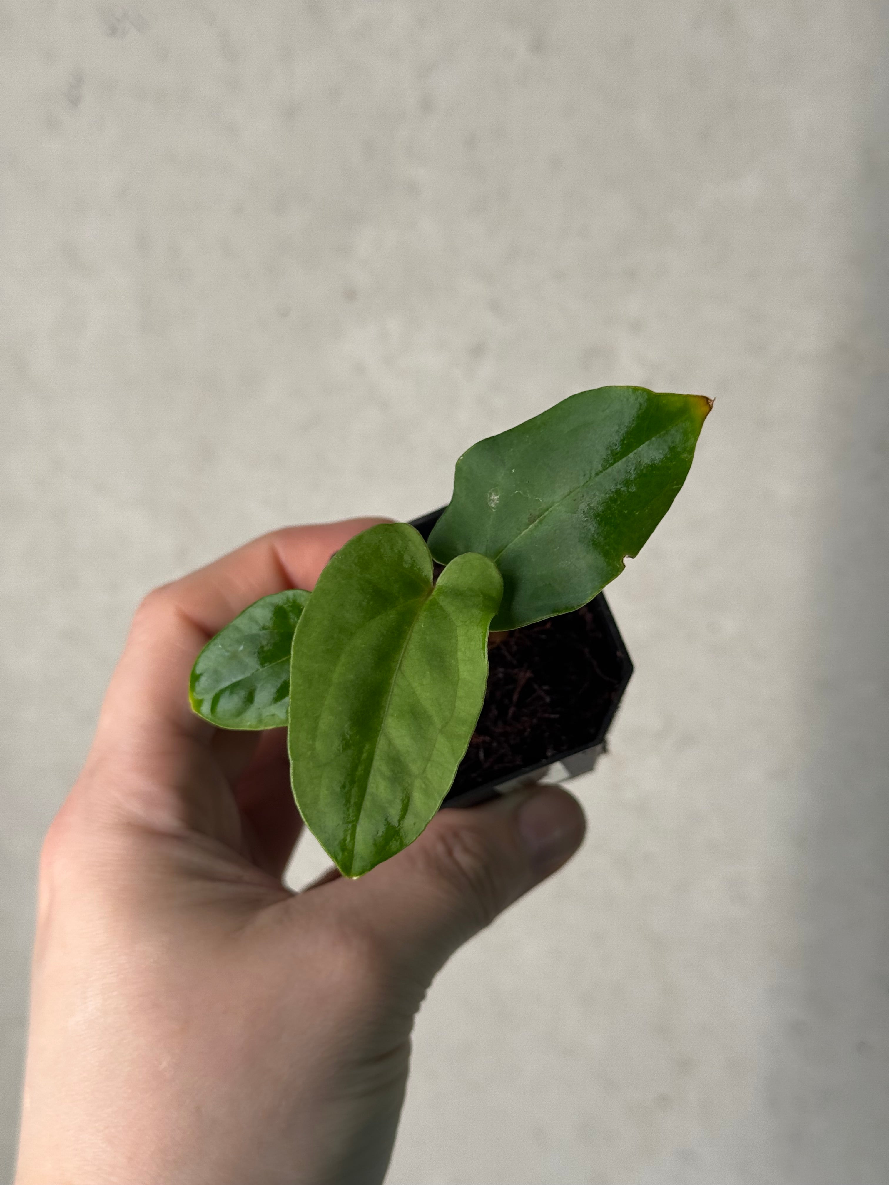 Anthurium ‘Dracula’ x self