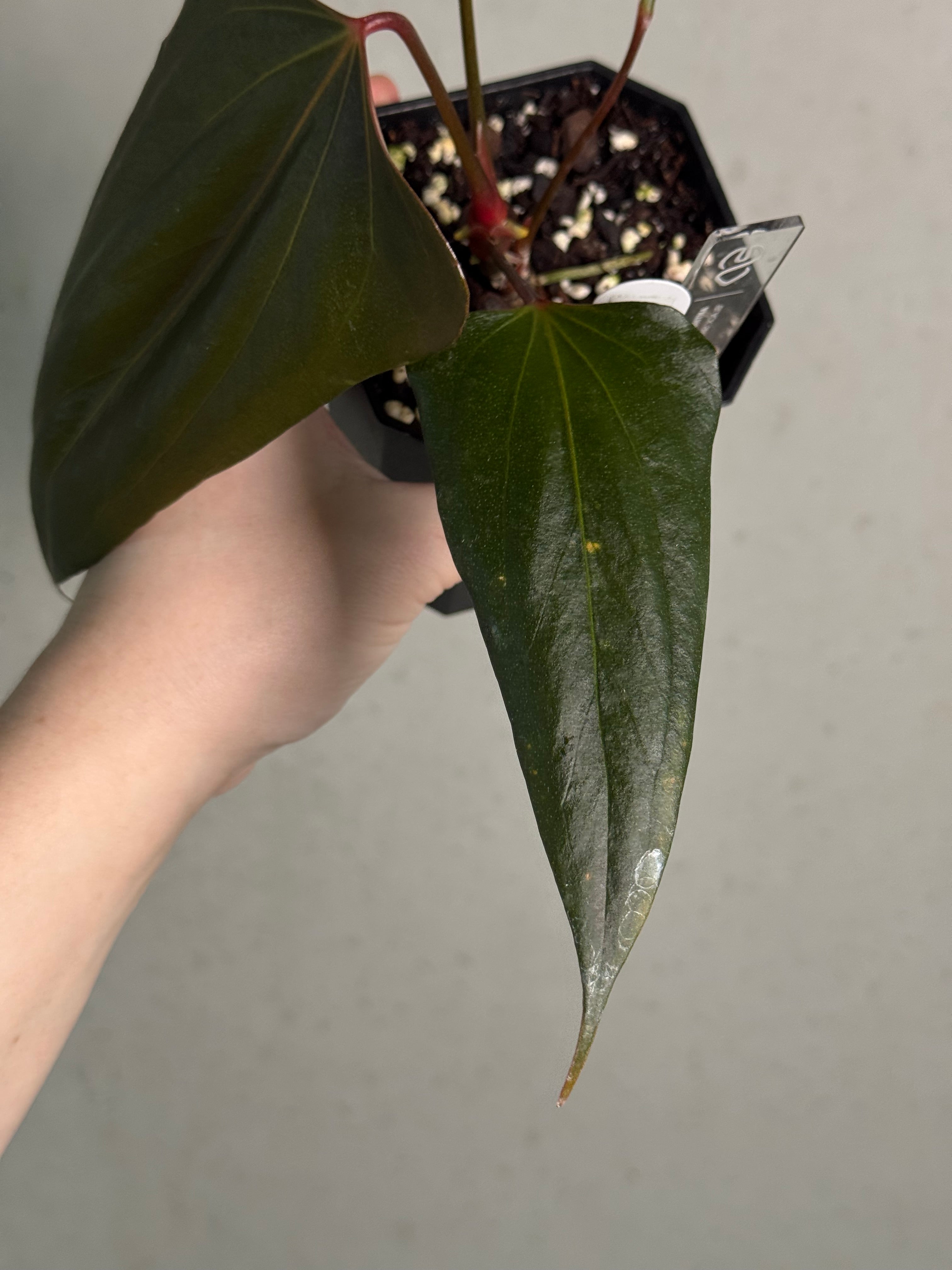 Anthurium ‘Black Sweet’ #2 - Clone - SMUKHI