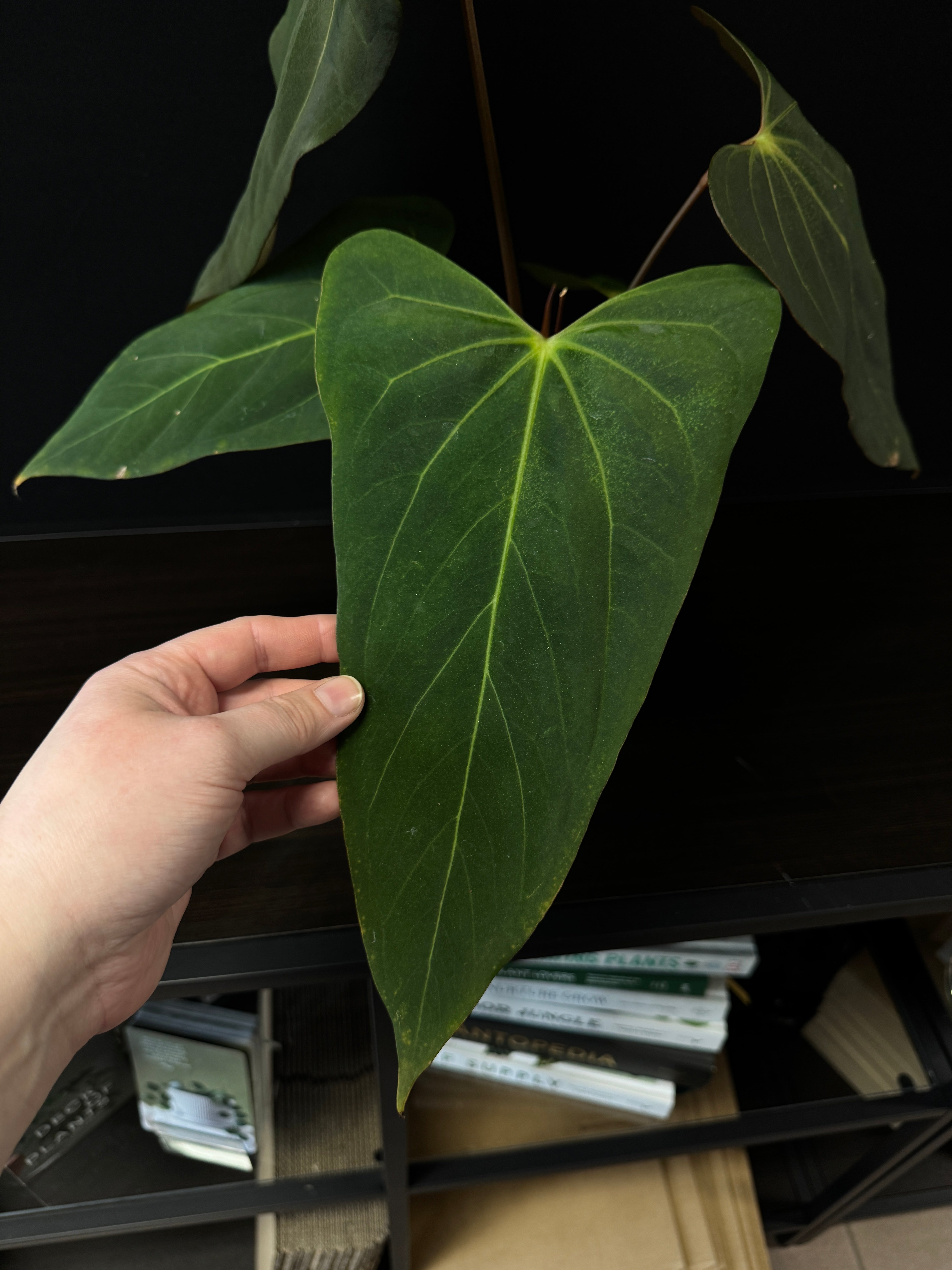 Anthurium 'Cobra' x Fort Sherman