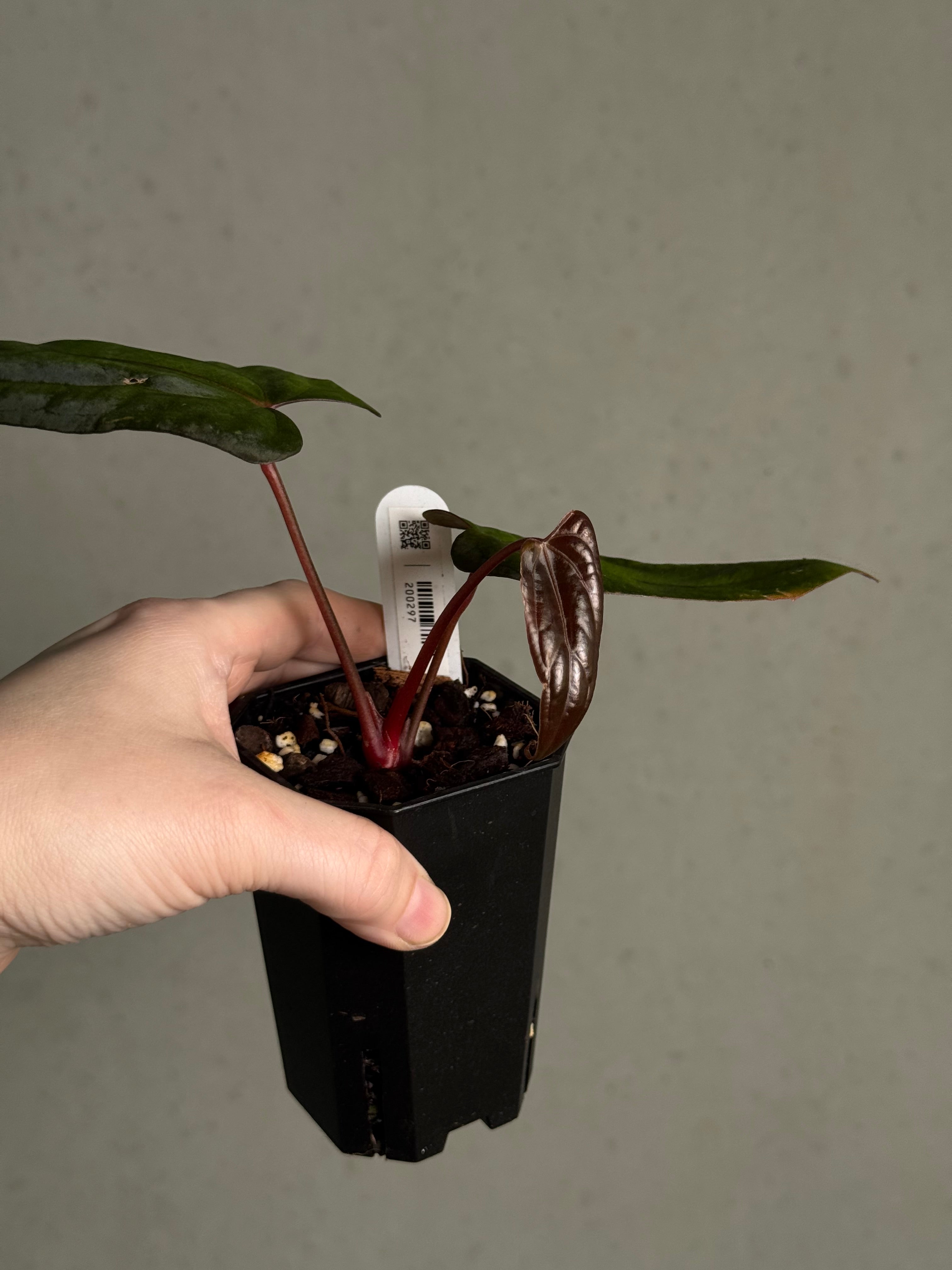 Anthurium Fort Sherman x Red Vein Dark Phoenix - Clone - SMUKHI