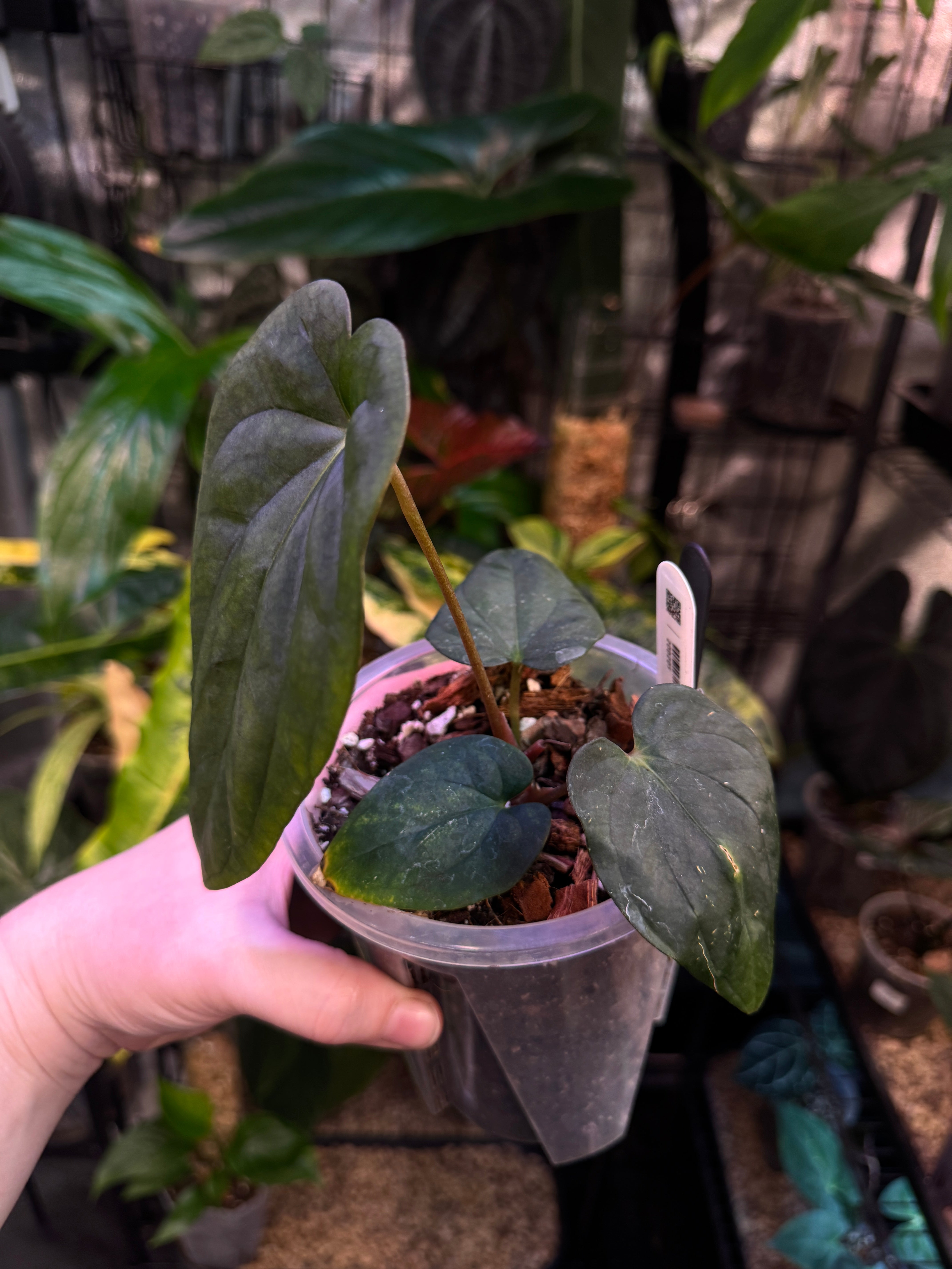 Anthurium Antolakii / BVEP (Round x Felix) x Felix