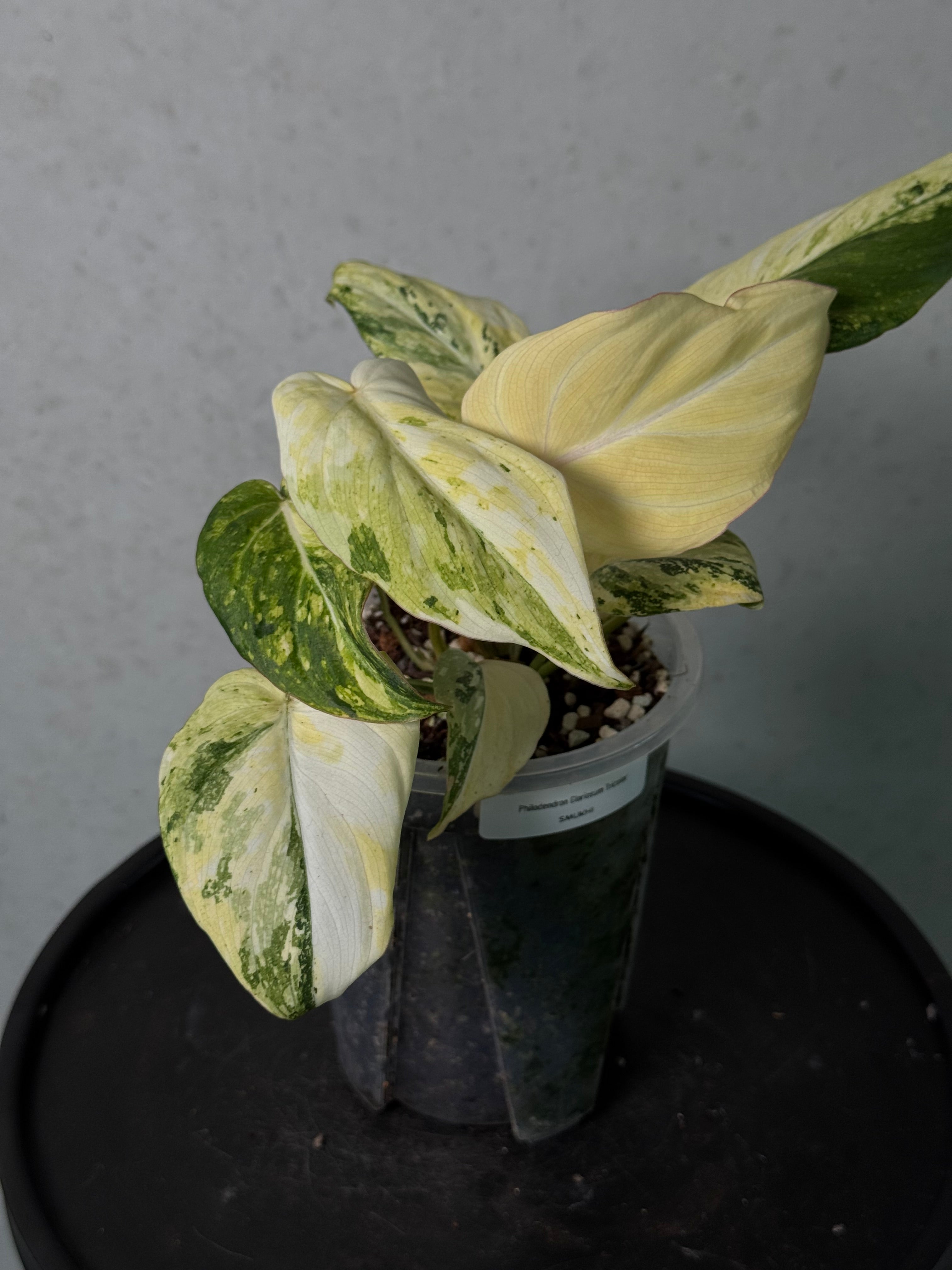Philodendron Gloriosum Tricolor