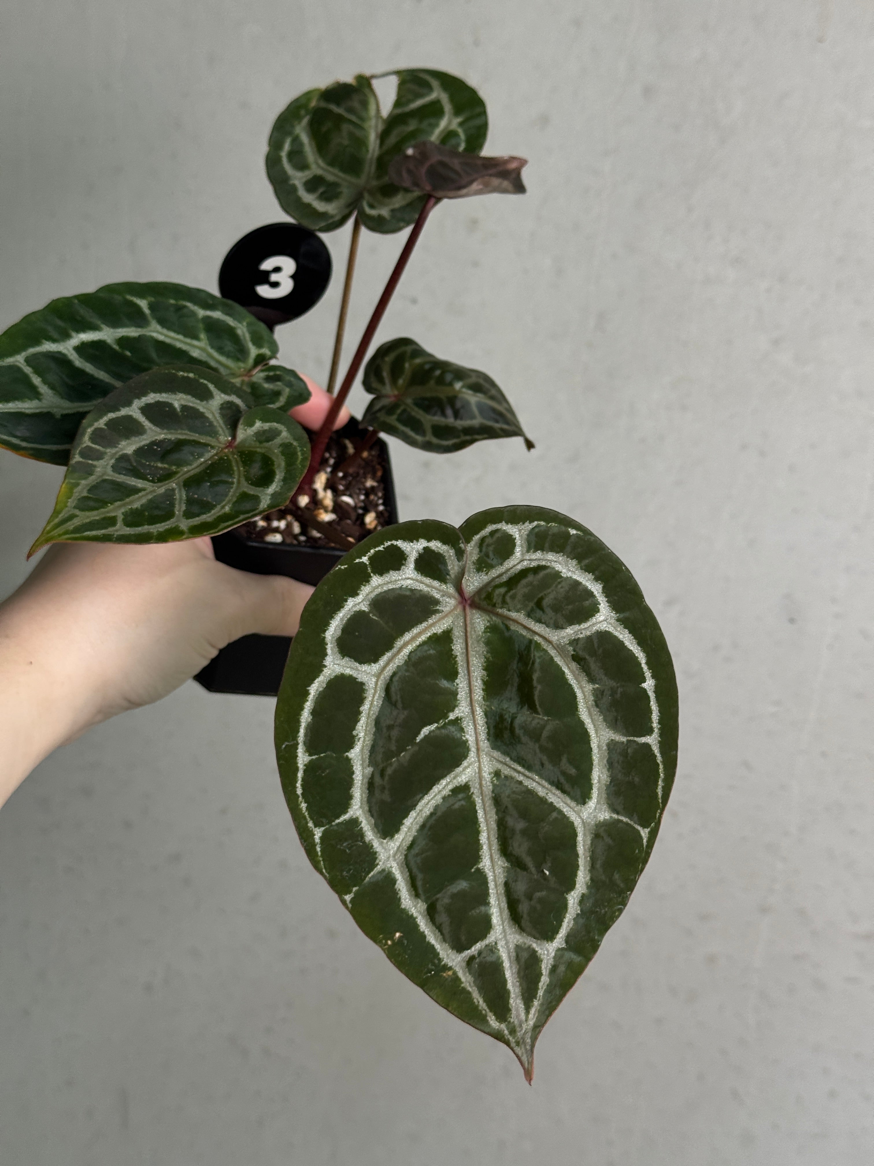 Anthurium Michelle - Rare Finds for Refined Collections | SMUKHI