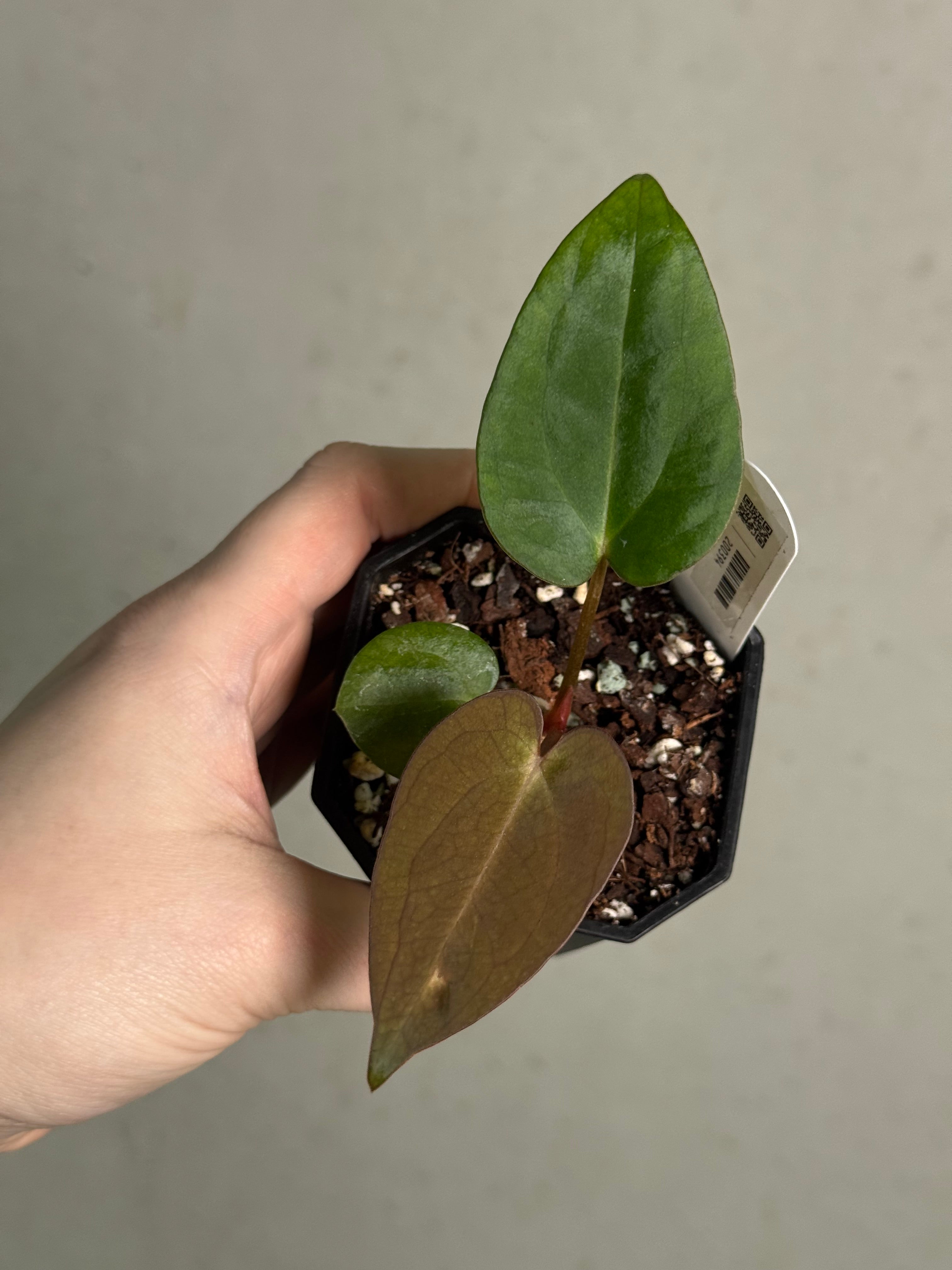 Anthurium (Dressleri F2 x Carlablackiae 'Amanda') x Carlablackiae ('Round' x GPH-001) - SMUKHI