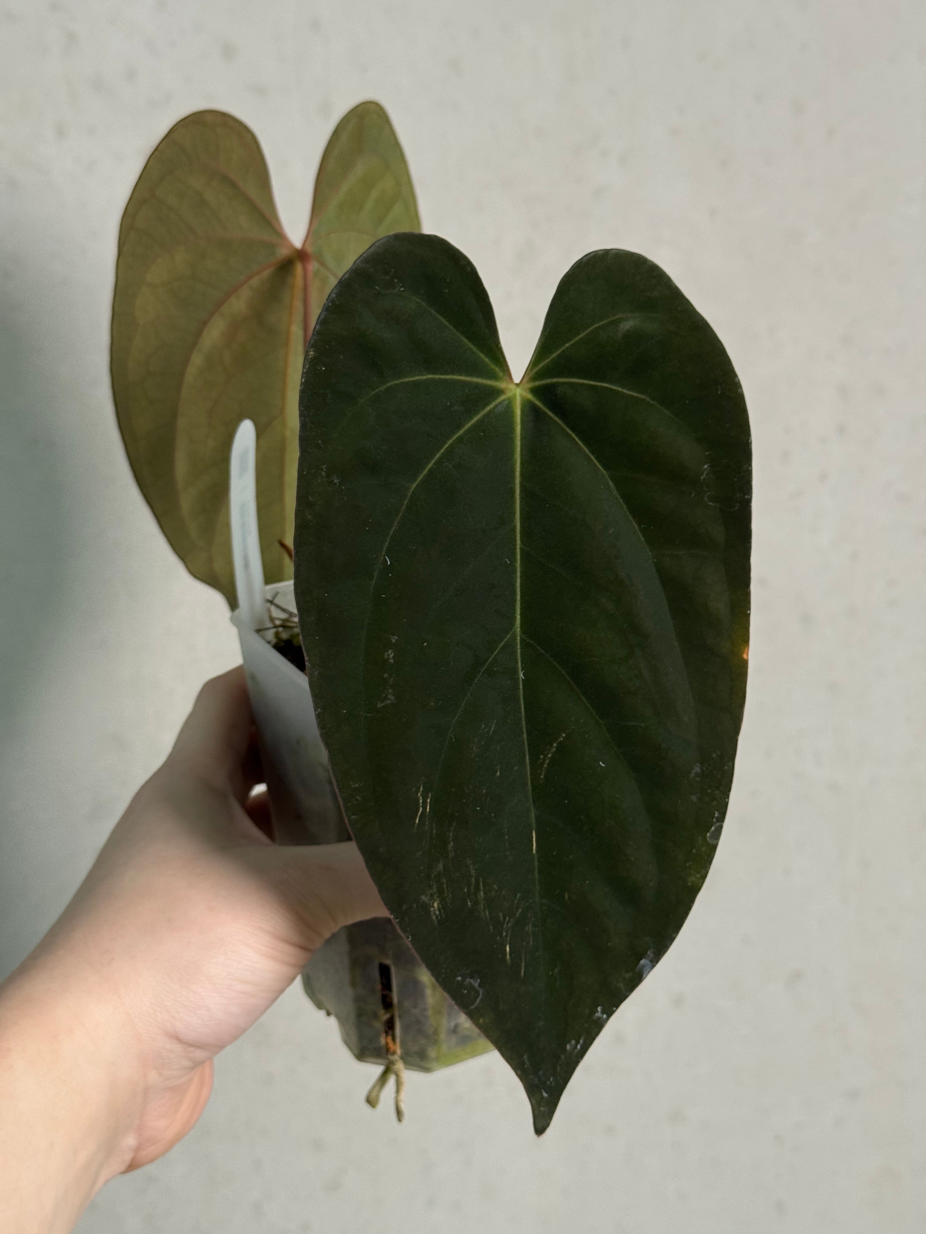 Anthurium Ace of Spades Dark Form x Papillilaminum 'Incurved lobes' - Clone