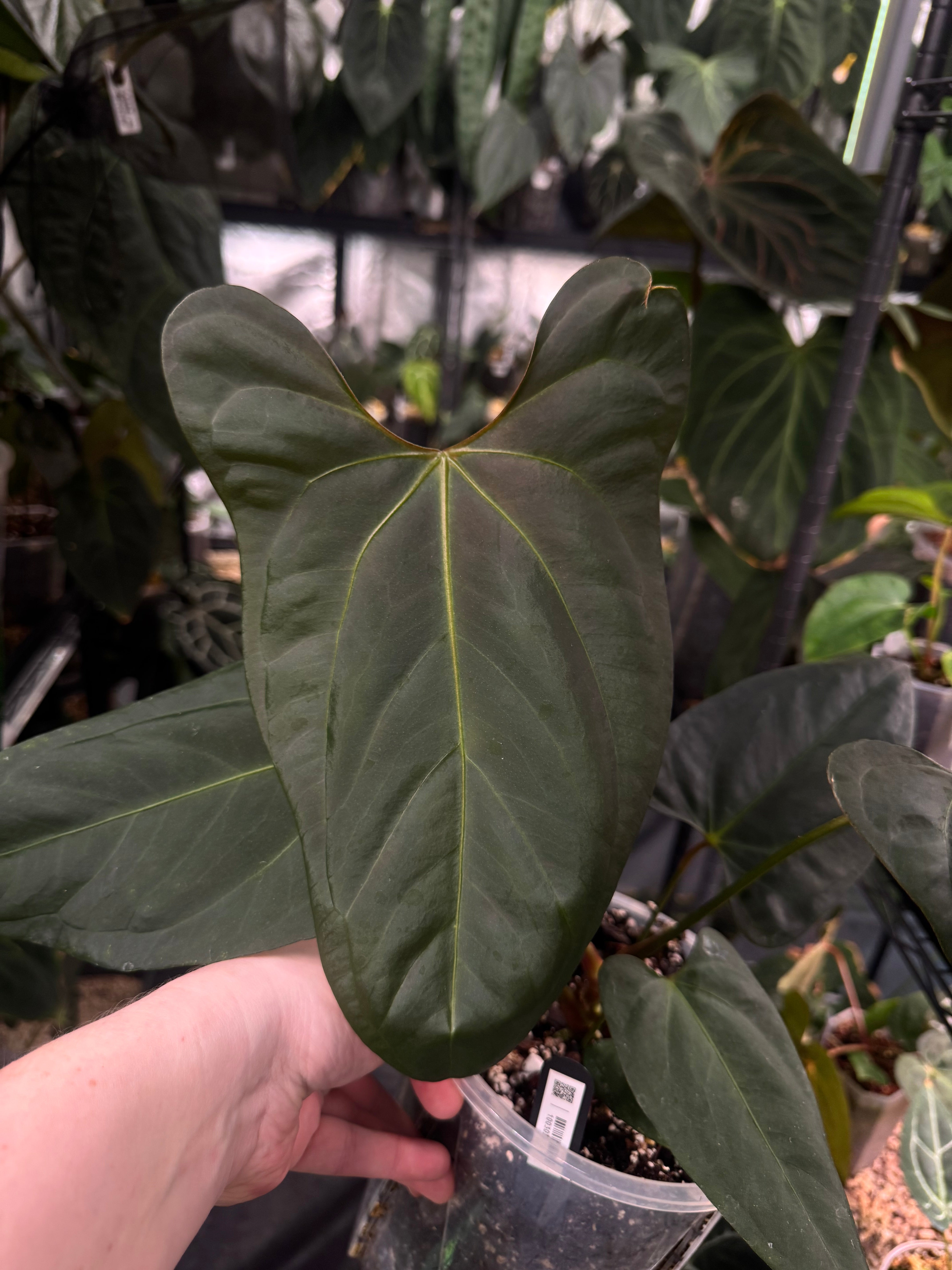 NFS: Anthurium Indo Portillae