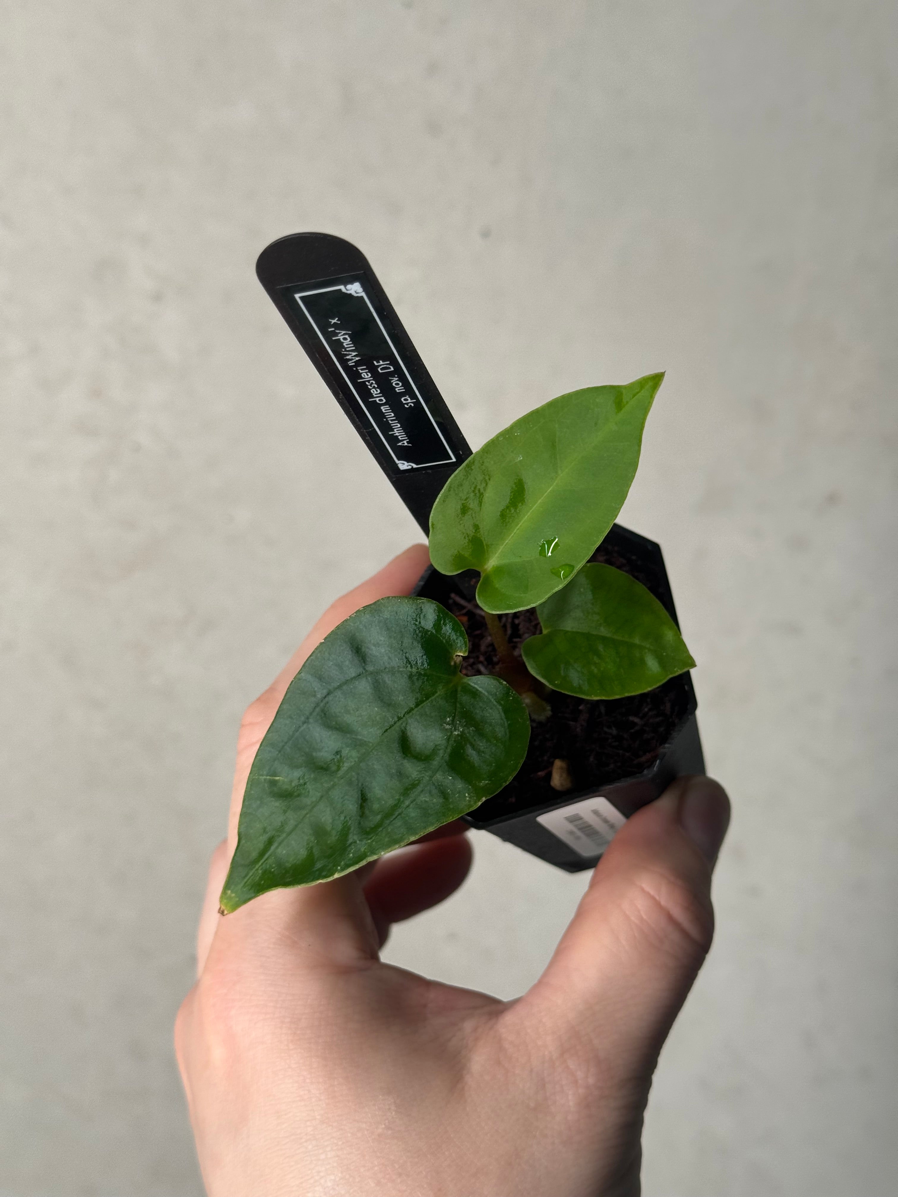 Anthurium Dressleri 'Windy' x sp. Nov DF