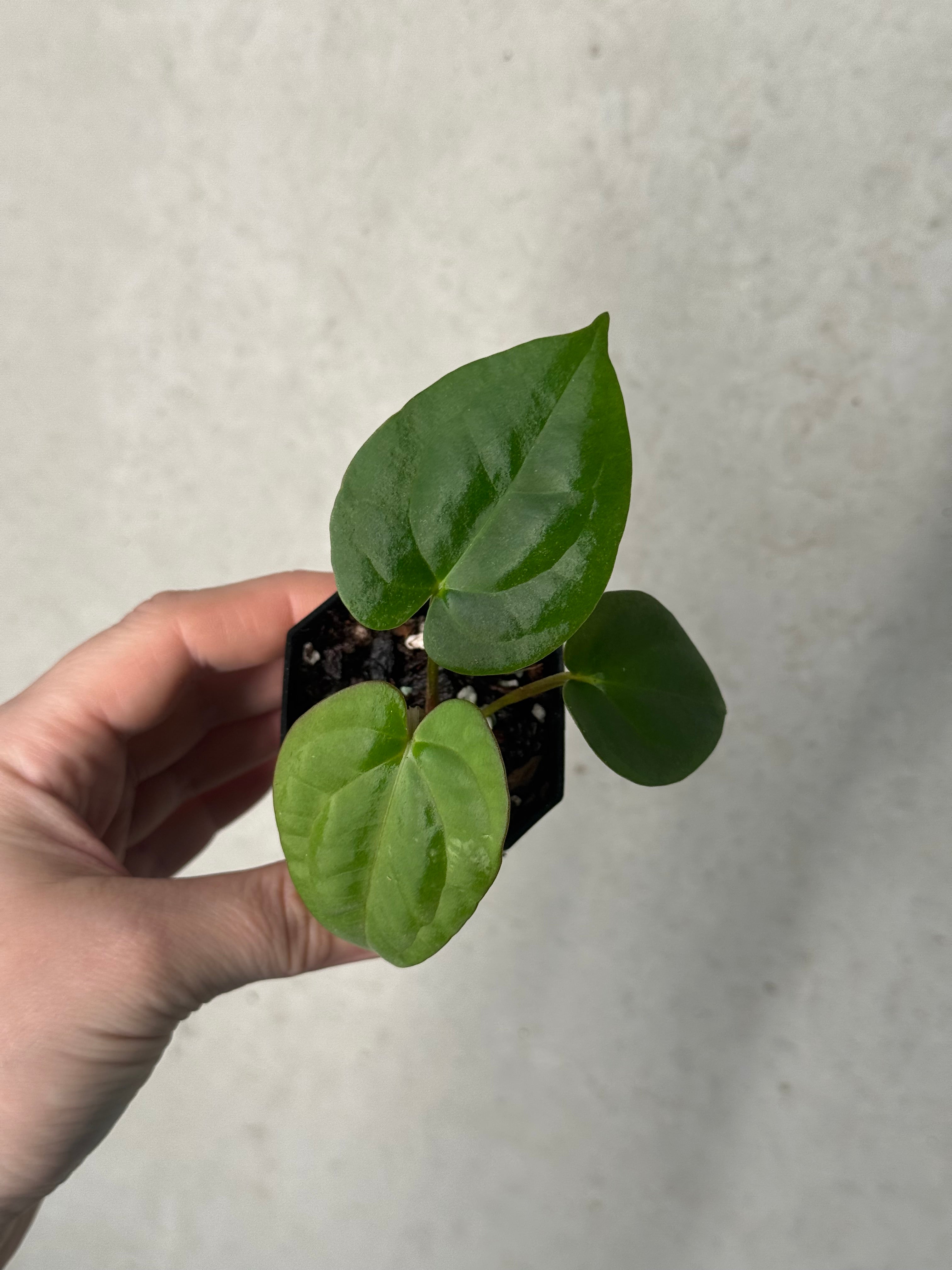 Anthurium (Kunayalense PM7 x Papillilaminum 'Swamp Bunny') x (Dressleri F2 x Carlablackiae 'Amanda')