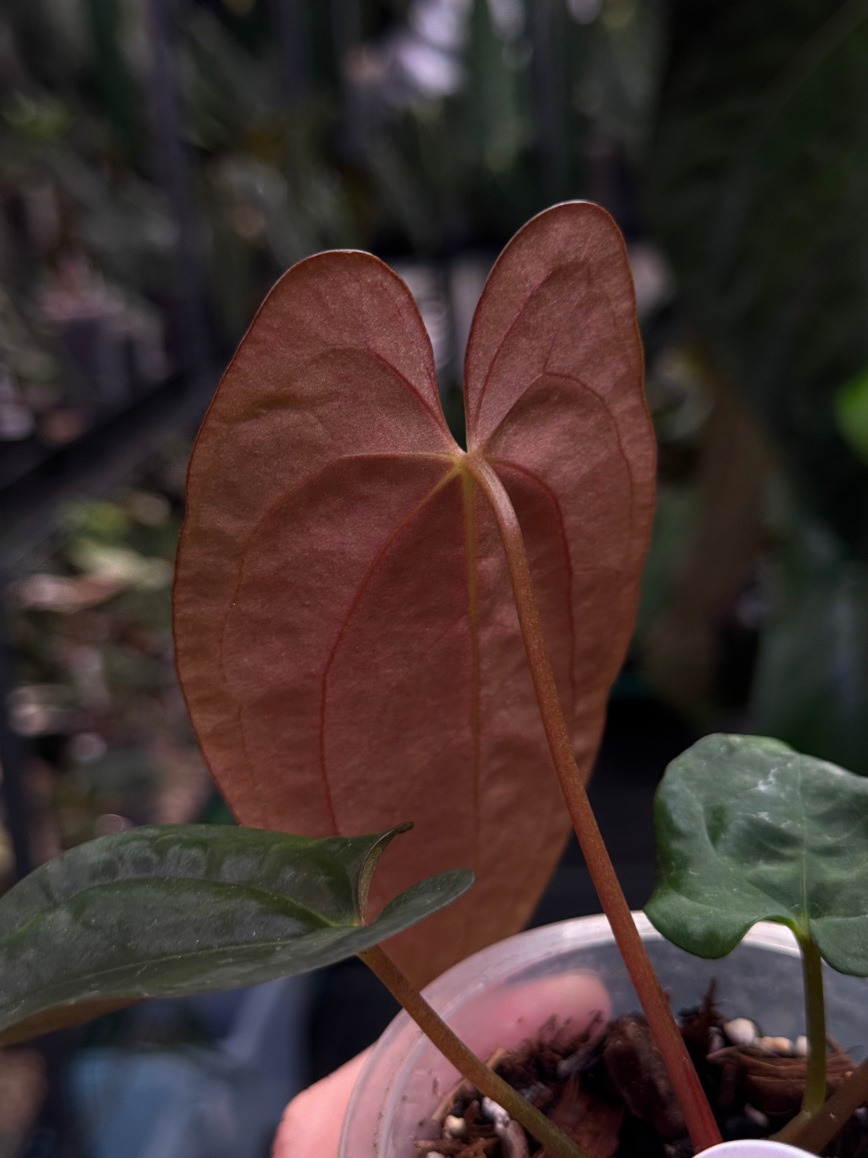 Anthurium Papillilaminum 'Guna Yala'