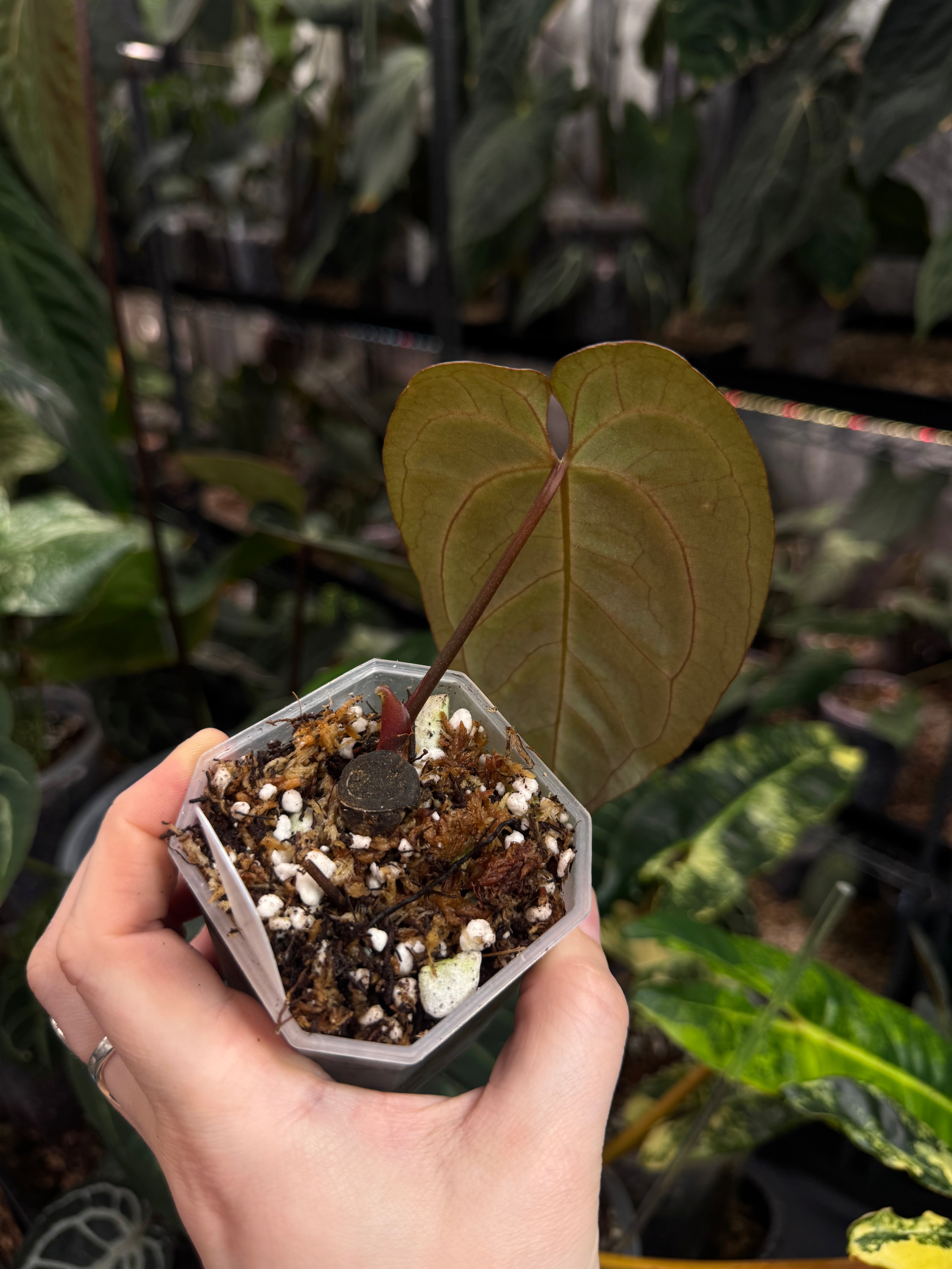 Anthurium noID (Papillilaminum x)