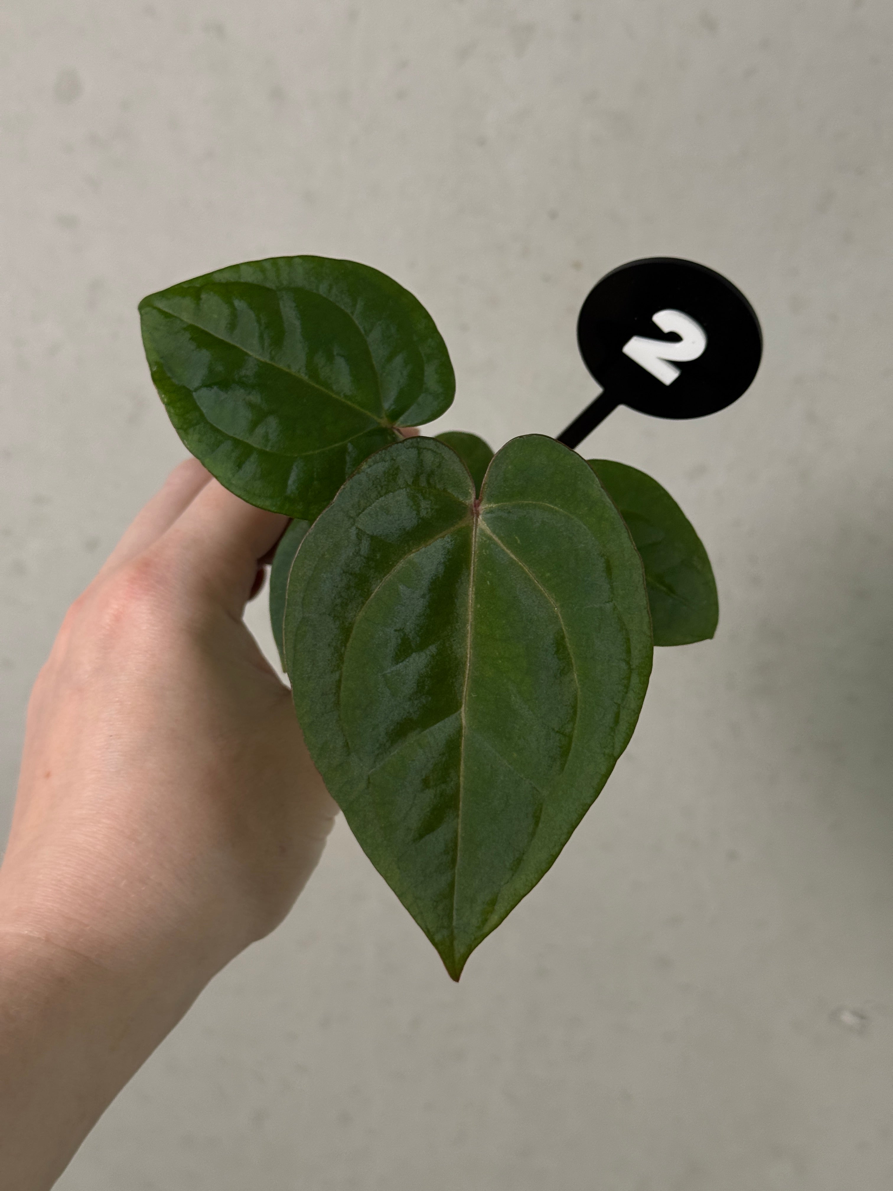 Anthurium Michelle x (?)