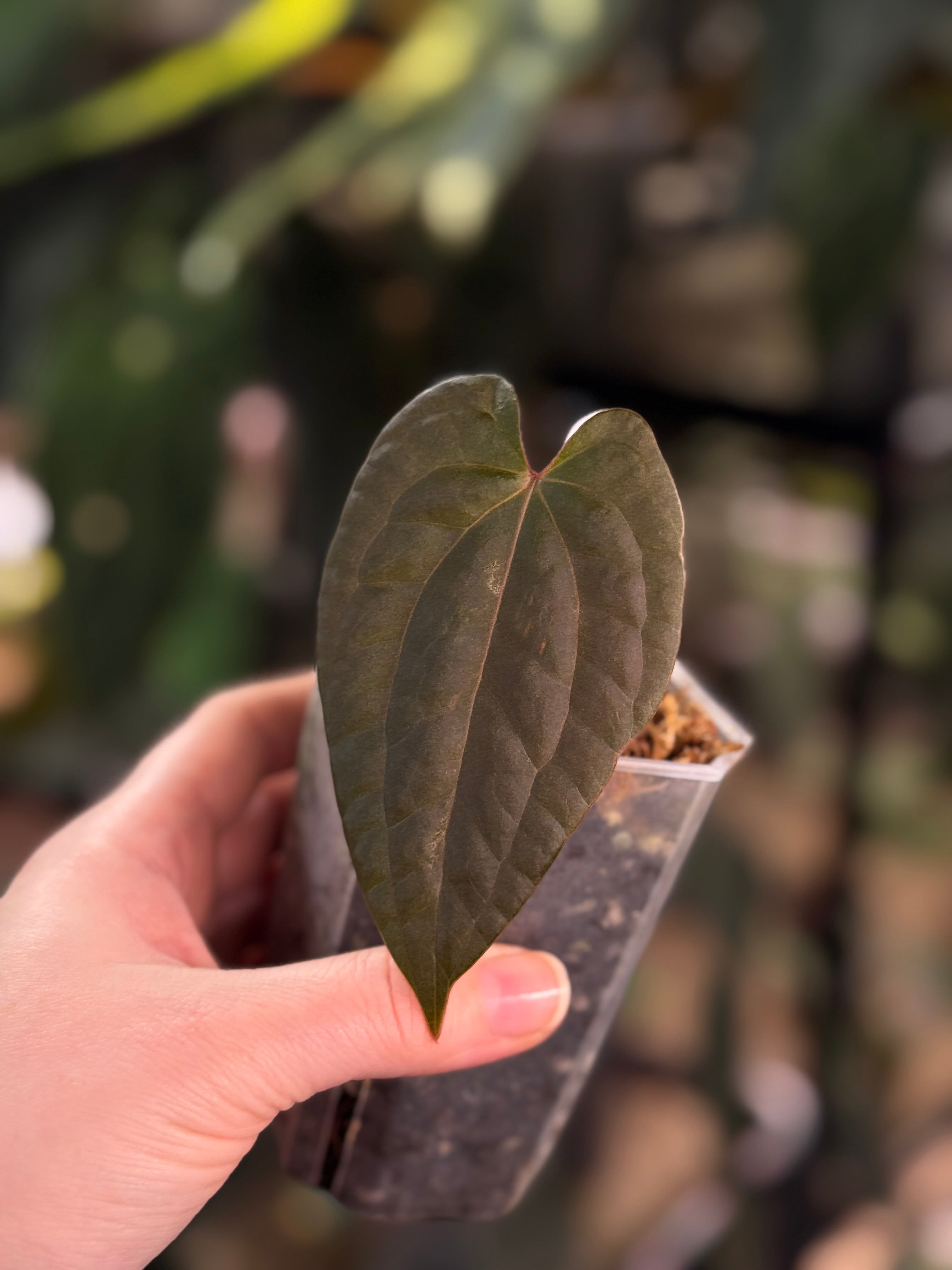 Anthurium FSxRL 'Grim Reaper' x Luxurians 'Black Noir' - Clone