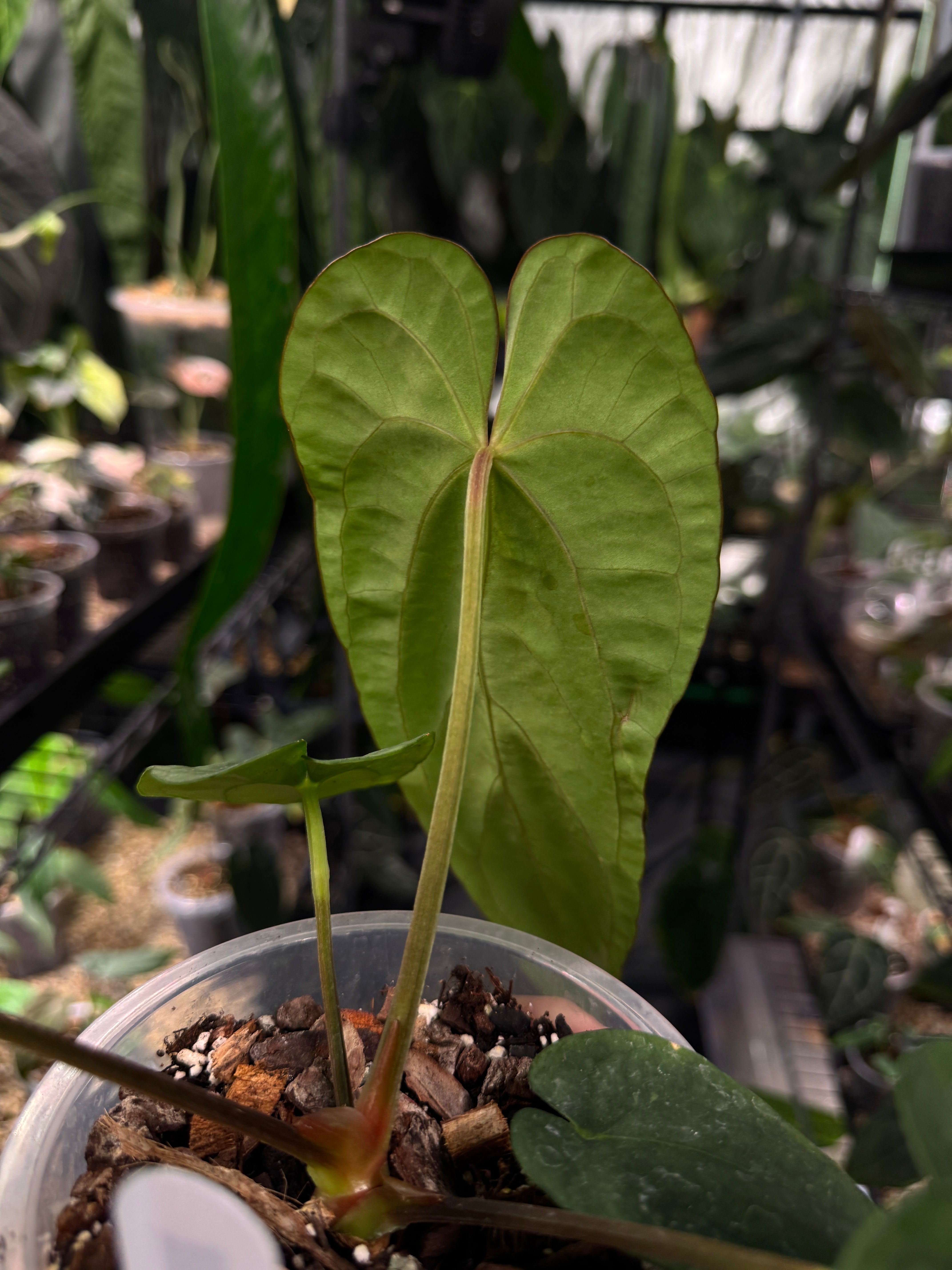 Anthurium NSE Dressleri