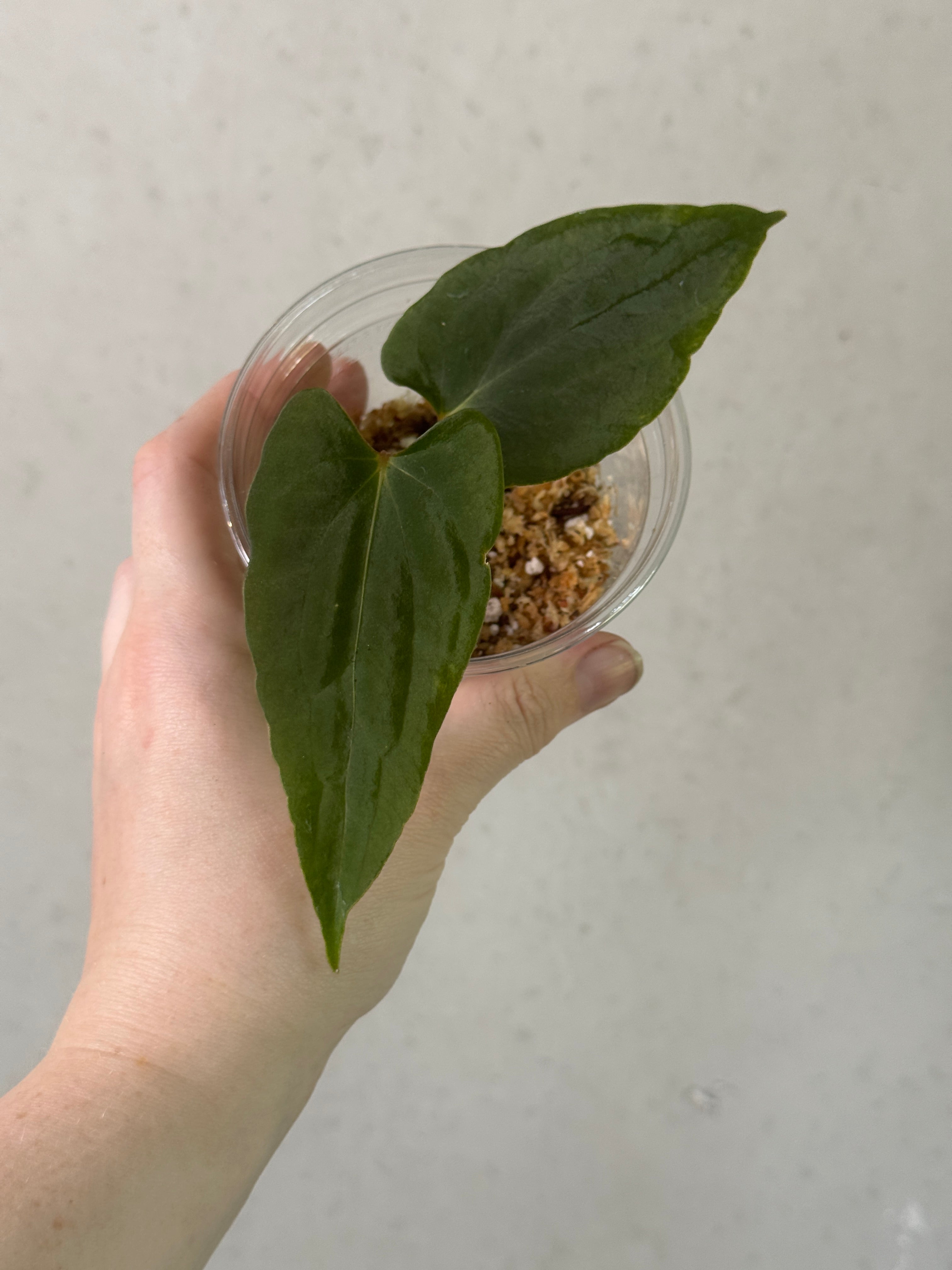 SMUKHI Anthurium plant with glossy green leaves and vibrant red flowers, valued grade indoor houseplant.