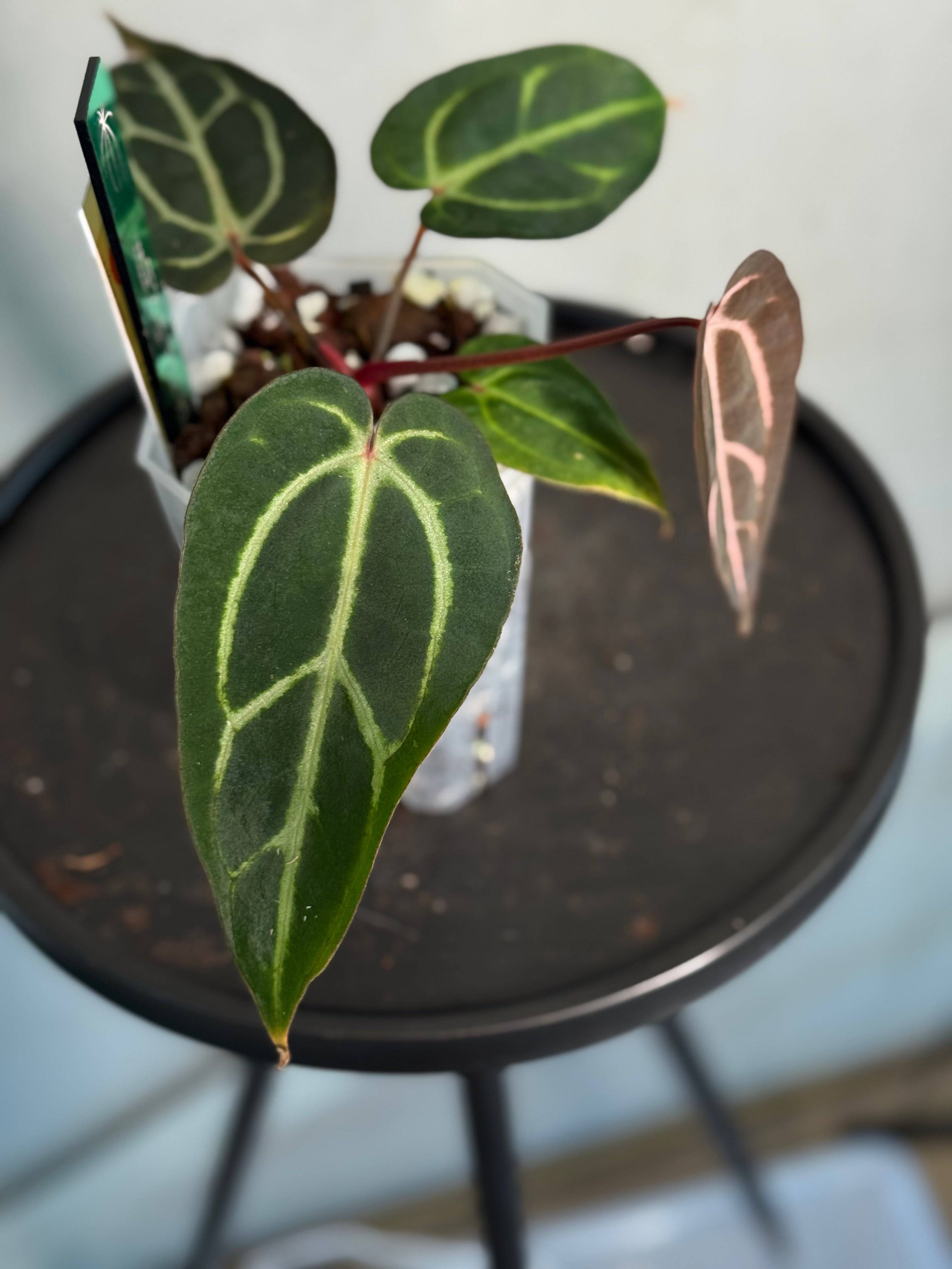 Anthurium Carlablackiae ‘Round’ x GPH-001 - SMUKHI