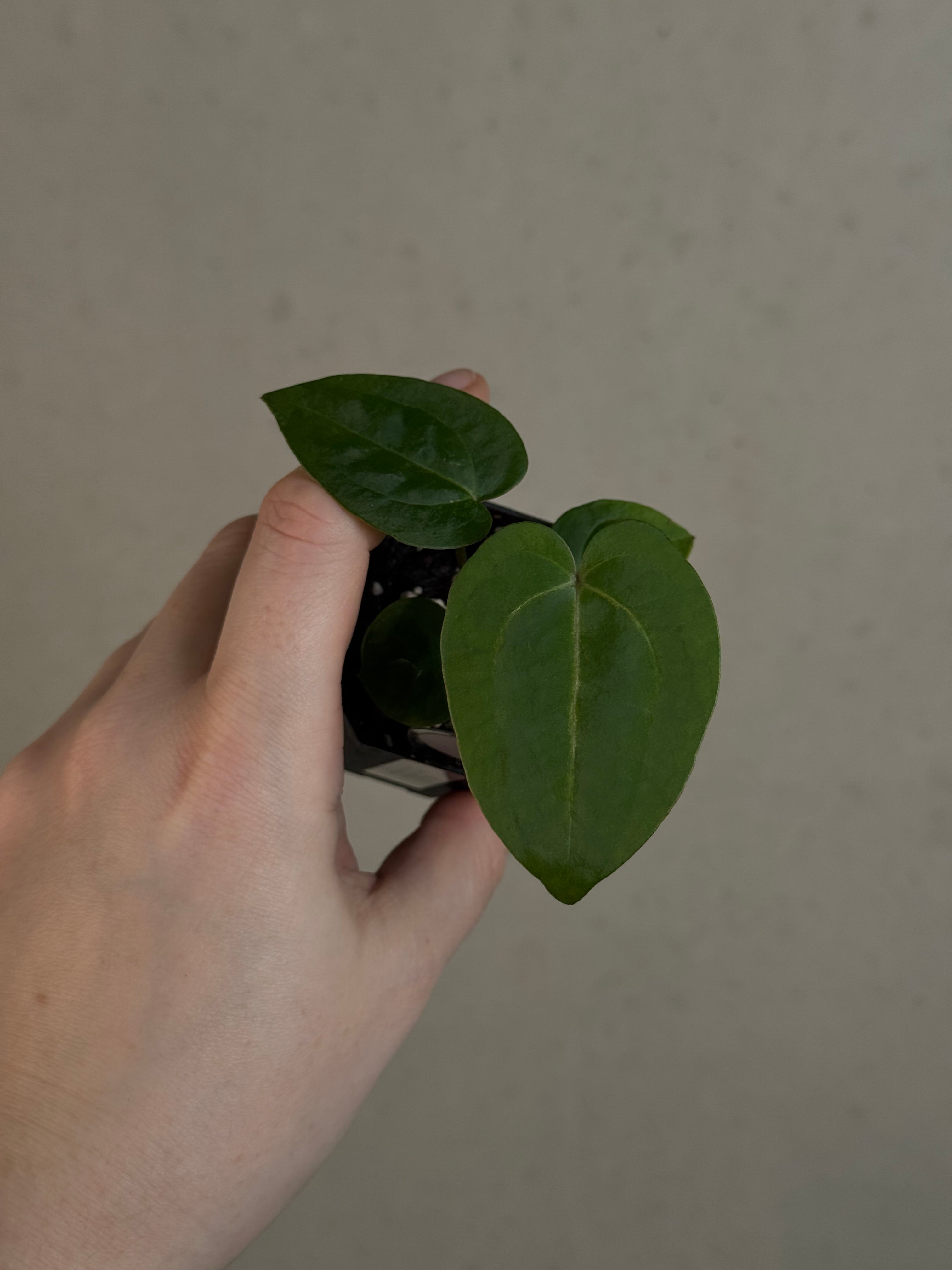 Anthurium Ace of Spades Dark Form x (Zara x Michelle) 'Selected'