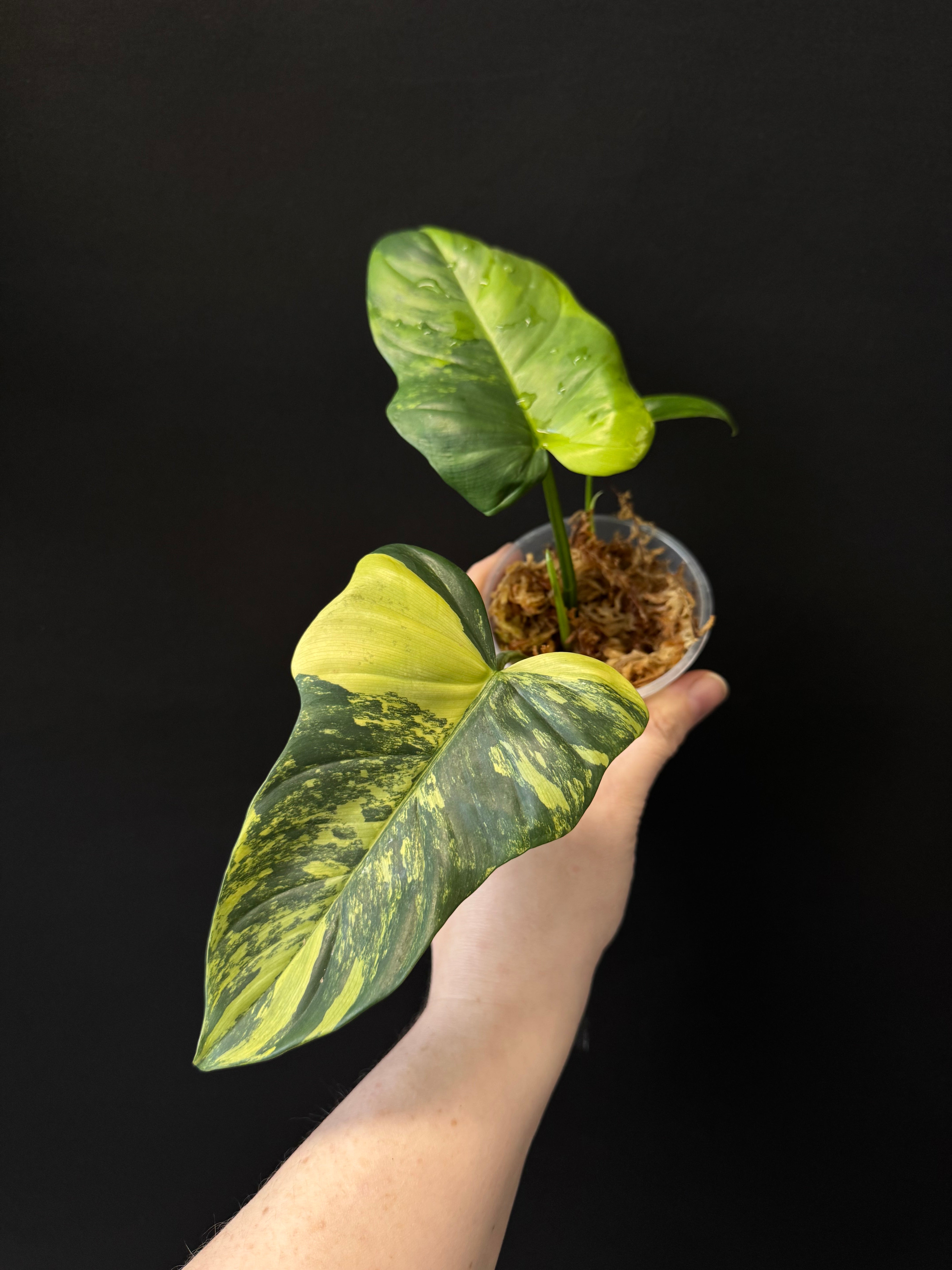 Philodendron Violin variegata