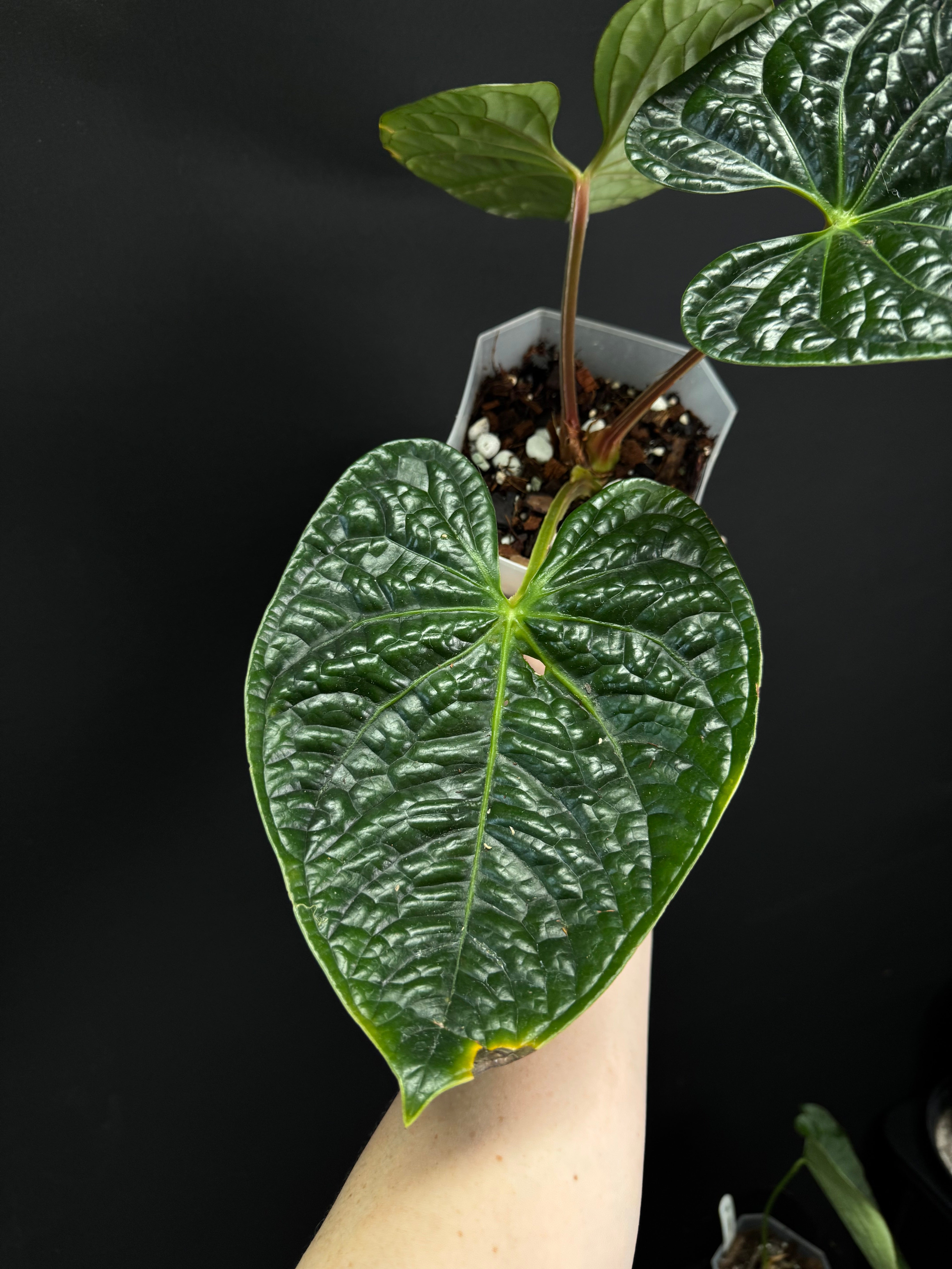 Anthurium Luxurians - SMUKHI