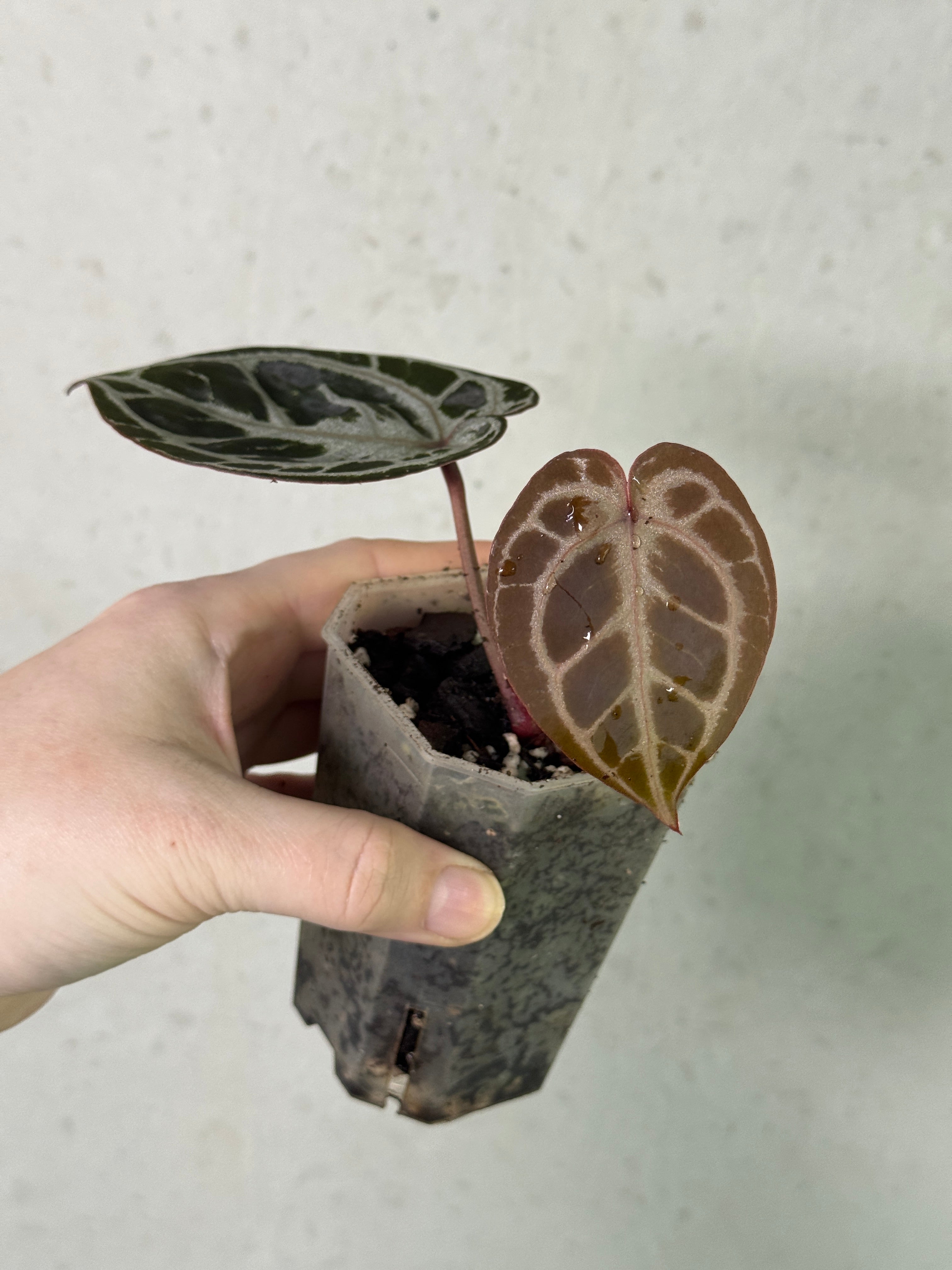 Anthurium HU x Red Crystallinum clone plant with vibrant red and dark green leaves, potted in a container, from Kartel Daun.