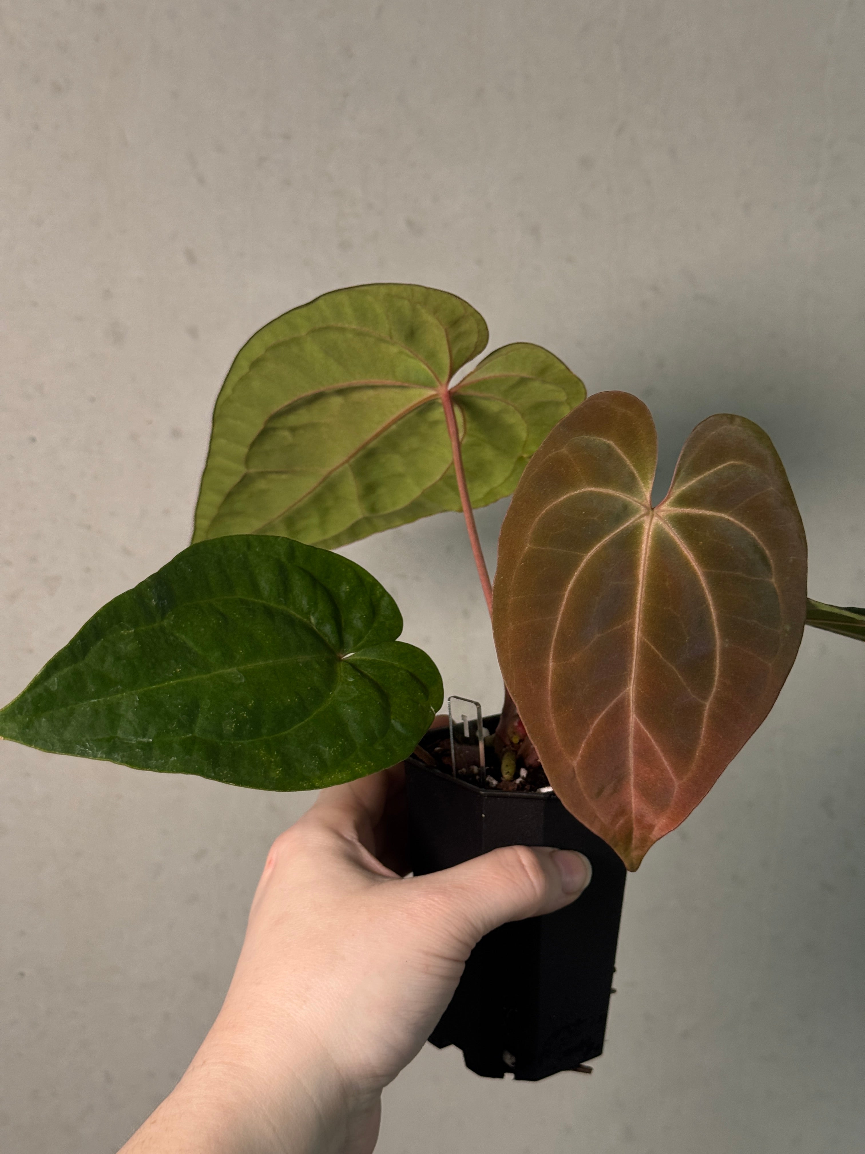 Anthurium Papillilaminum 'Guna Yala' x Luxurians