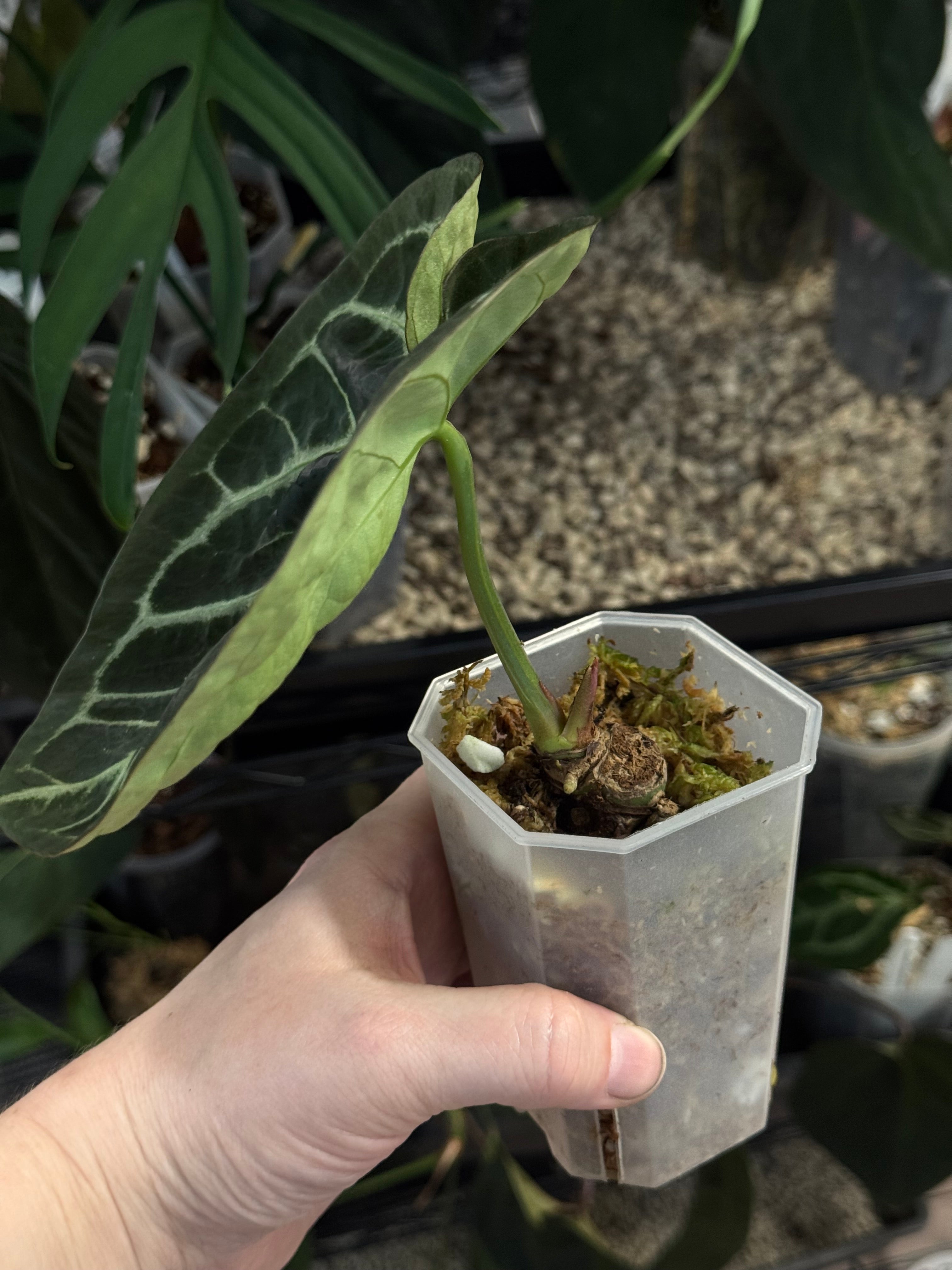 Anthurium Dorayaki (x)