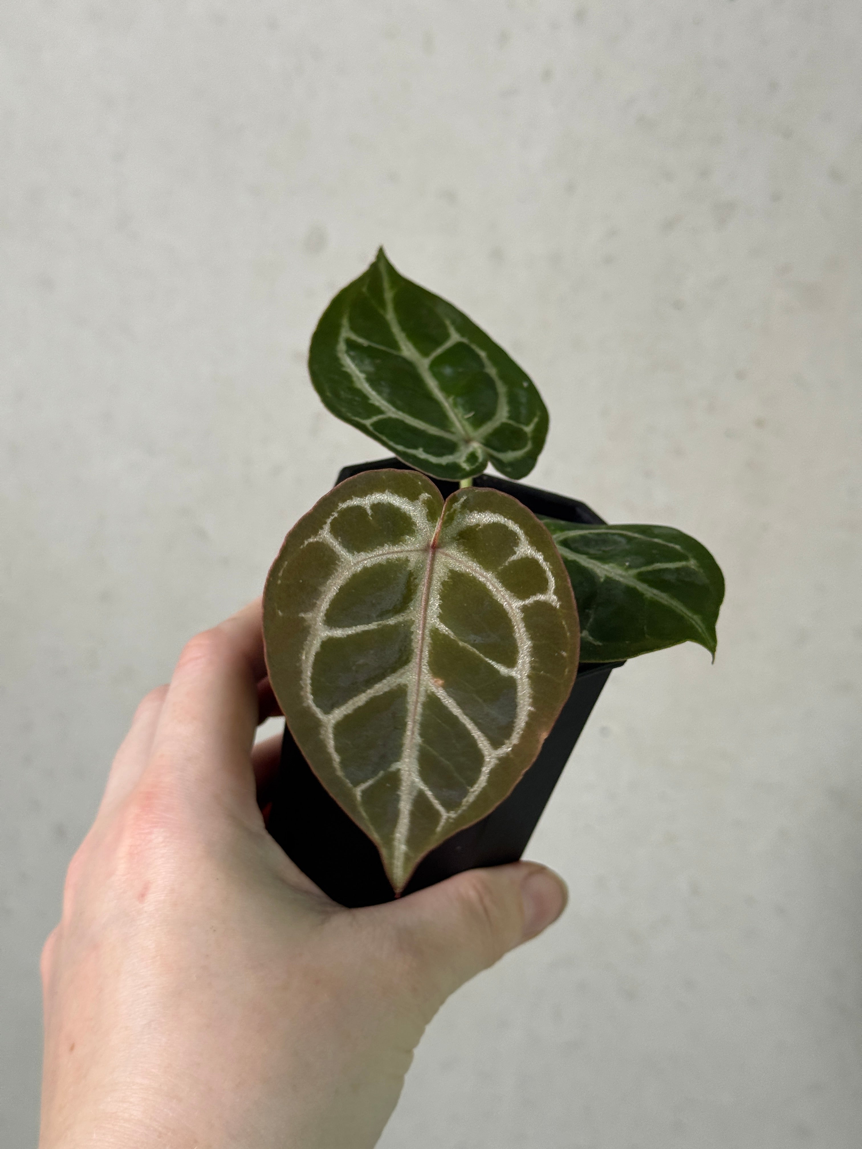 Anthurium HU x Red Crystallinum clone plant with vibrant red leaves and lush green foliage, displayed in a pot.