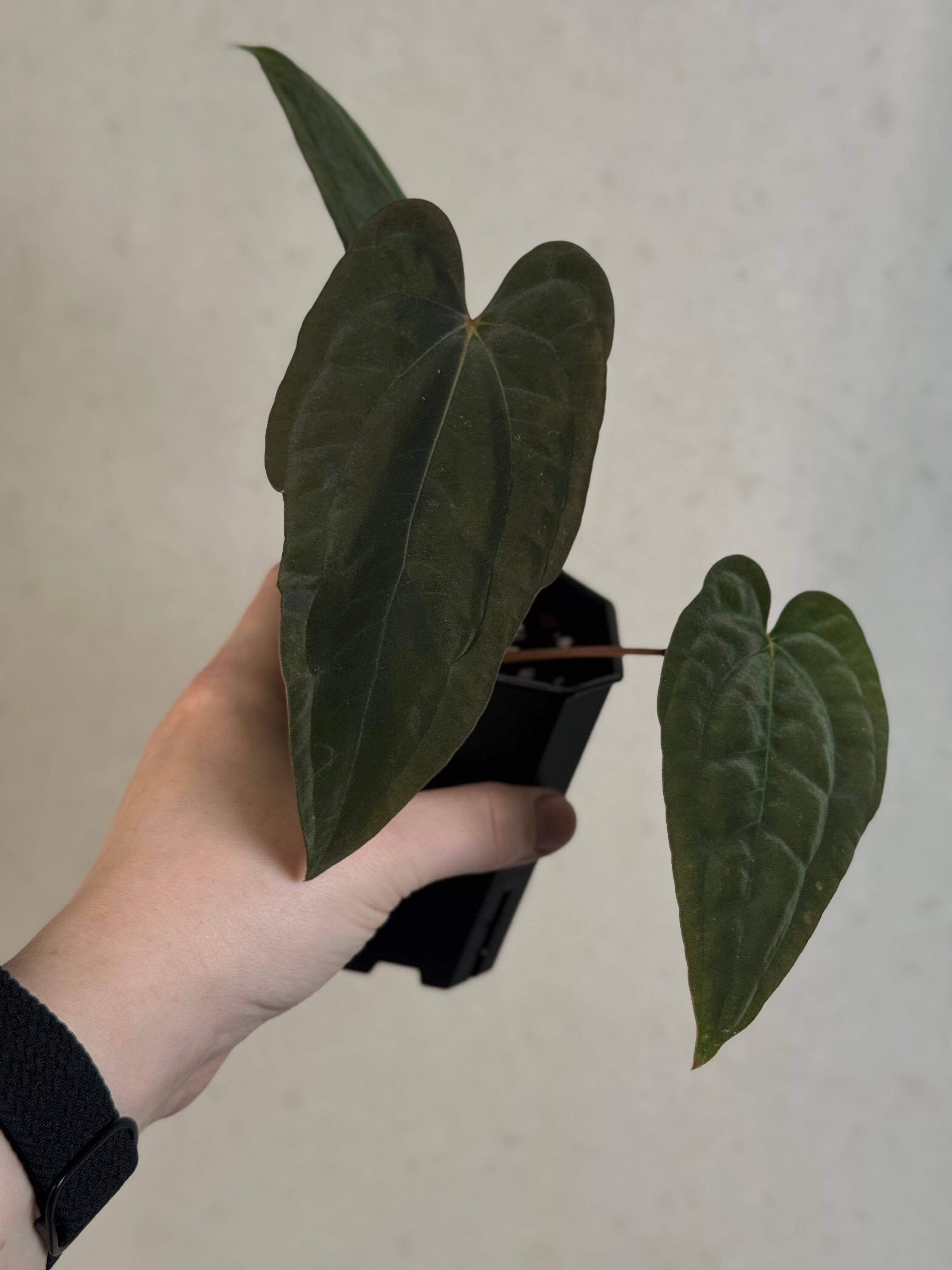 Anthurium Papillilaminum ‘WU1’ x Antolakii / BVEP 'Oliver' - Clone