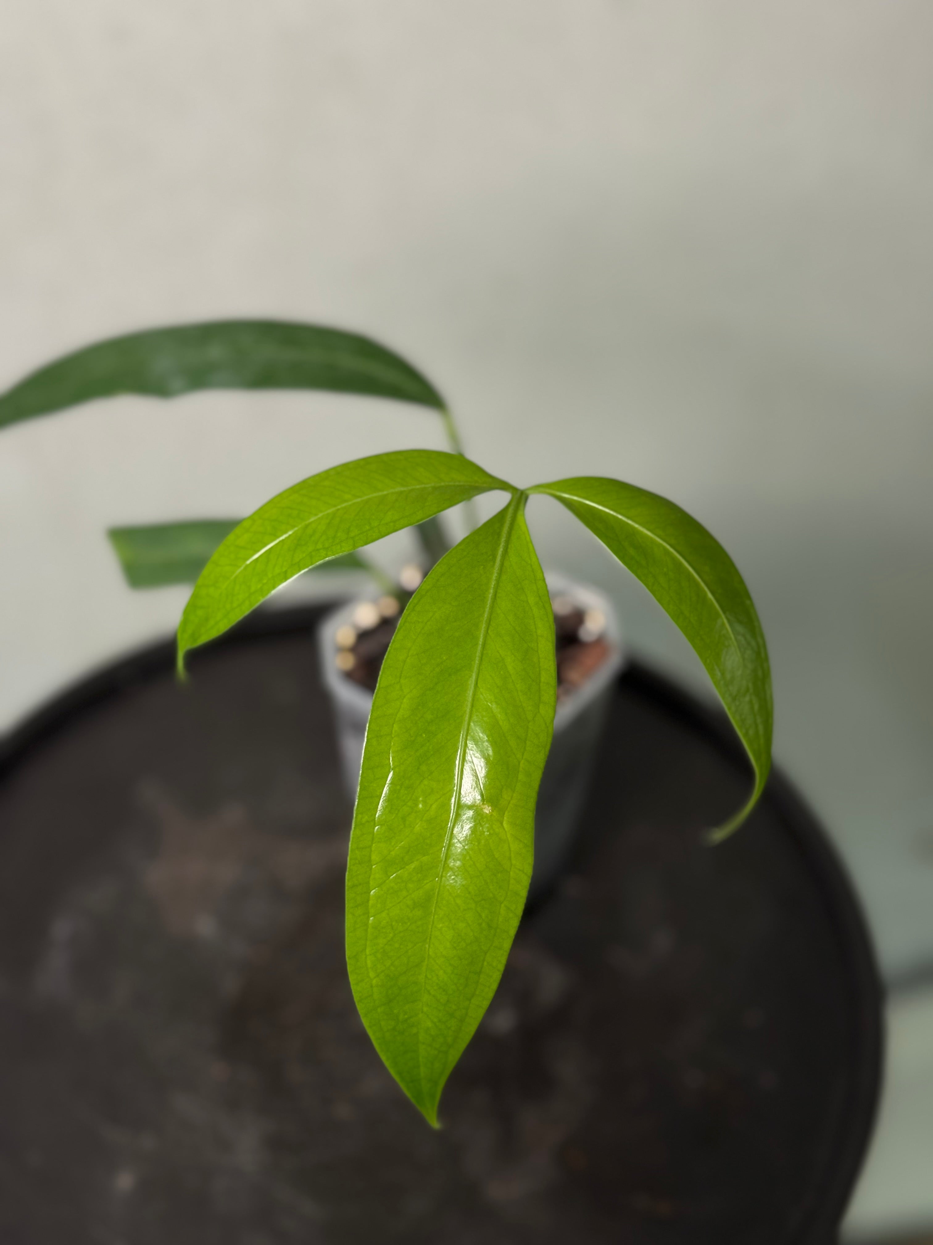 Anthurium Eminens S1