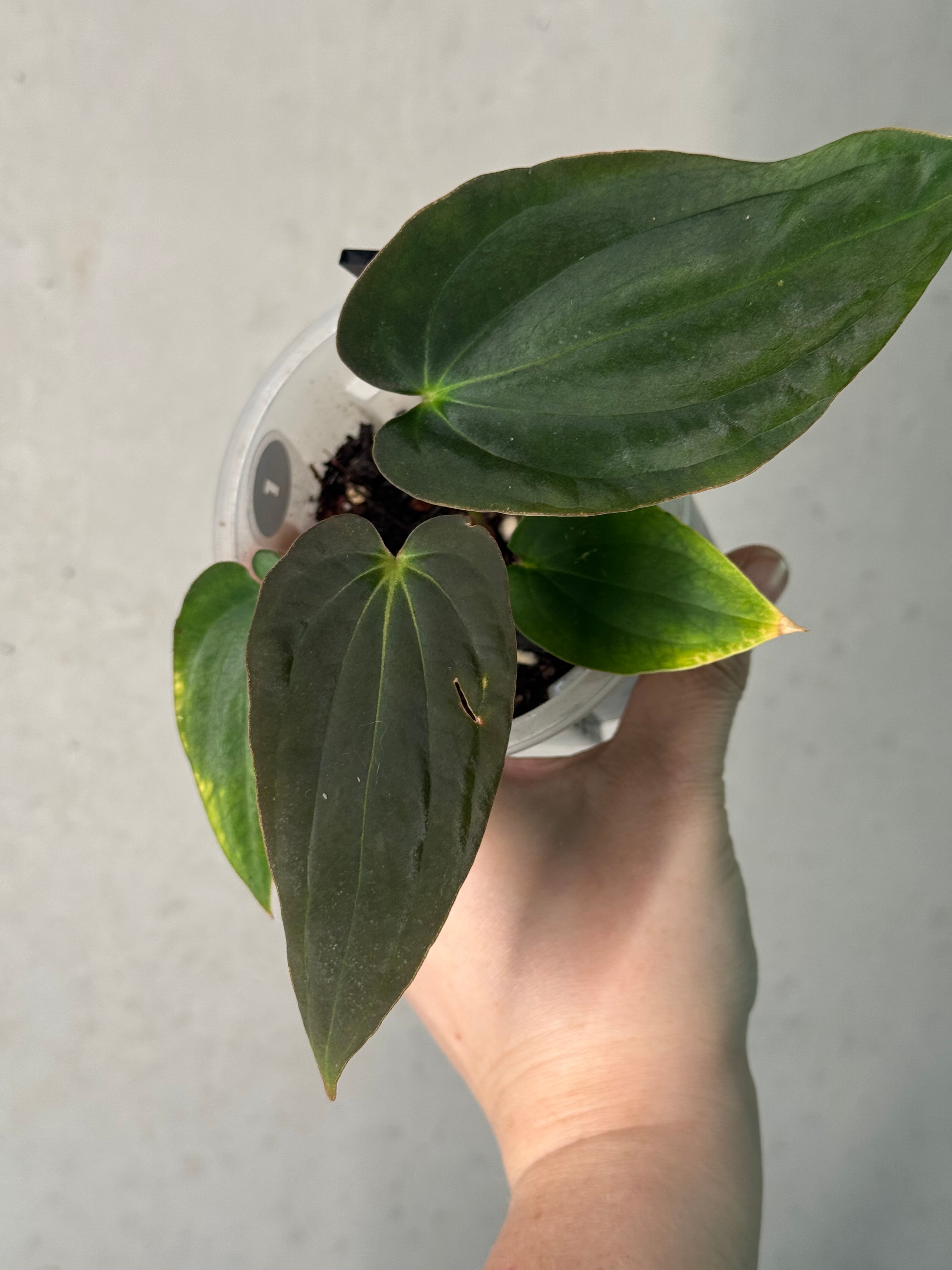 Anthurium Antolakii (BVEP) ‘Round’ x RA1 F2