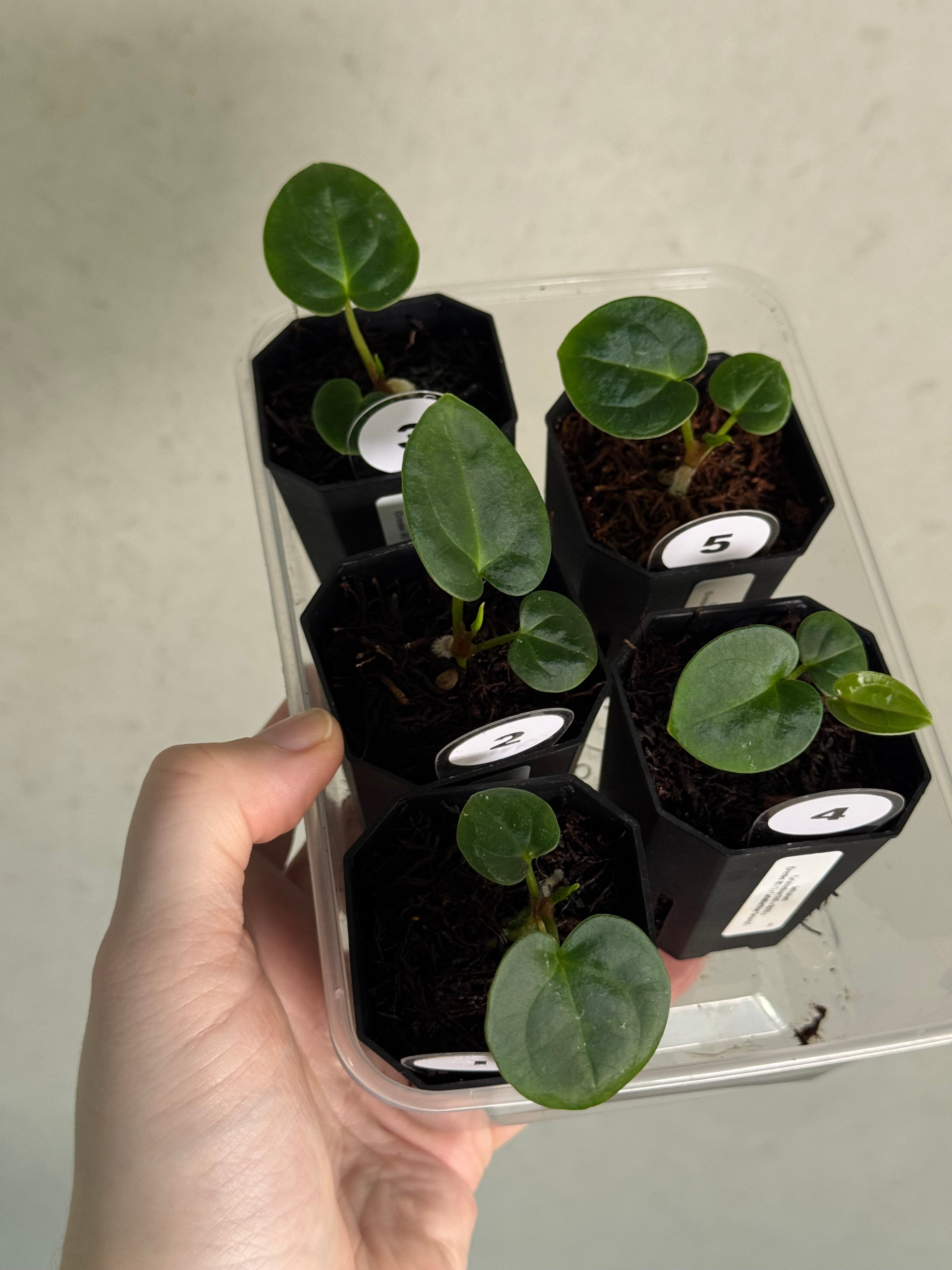 Anthurium Carlablackiae (RA5 x RA10) x (Dressleri RG F2 x Carlablackiae ‘Amanda’) - SMUKHI