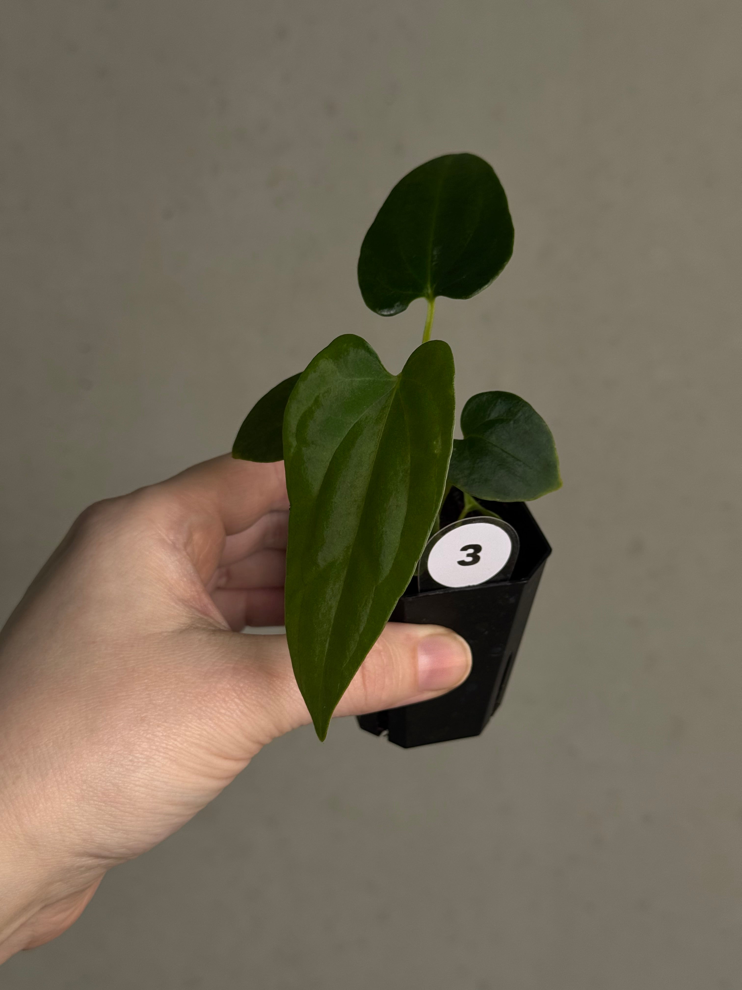 Anthurium (Fort Sherman x Dressleri RG) x (Ralph Lynam x self) - SMUKHI