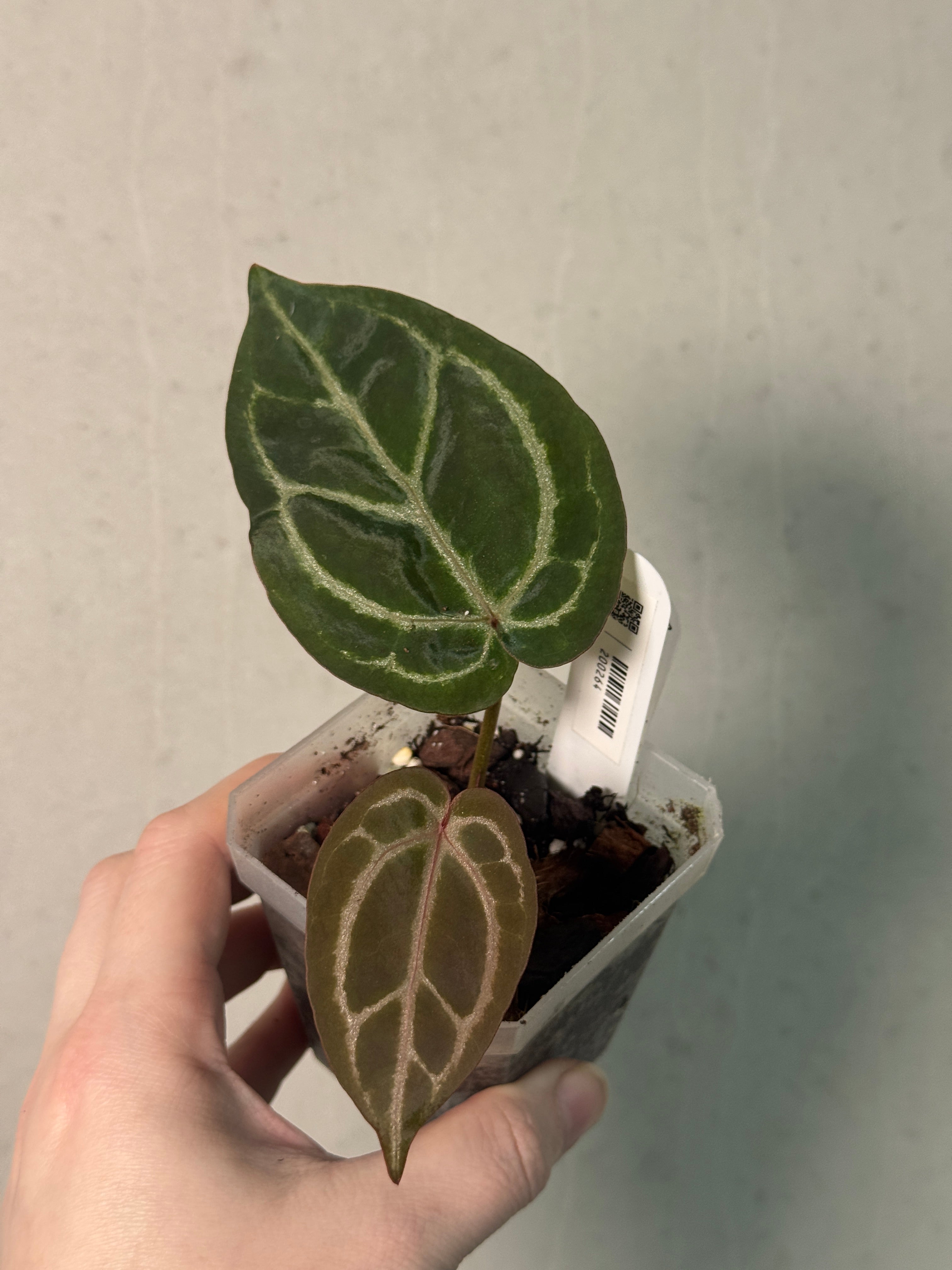 Anthurium Red Crystallinum S1 - Clone - SMUKHI