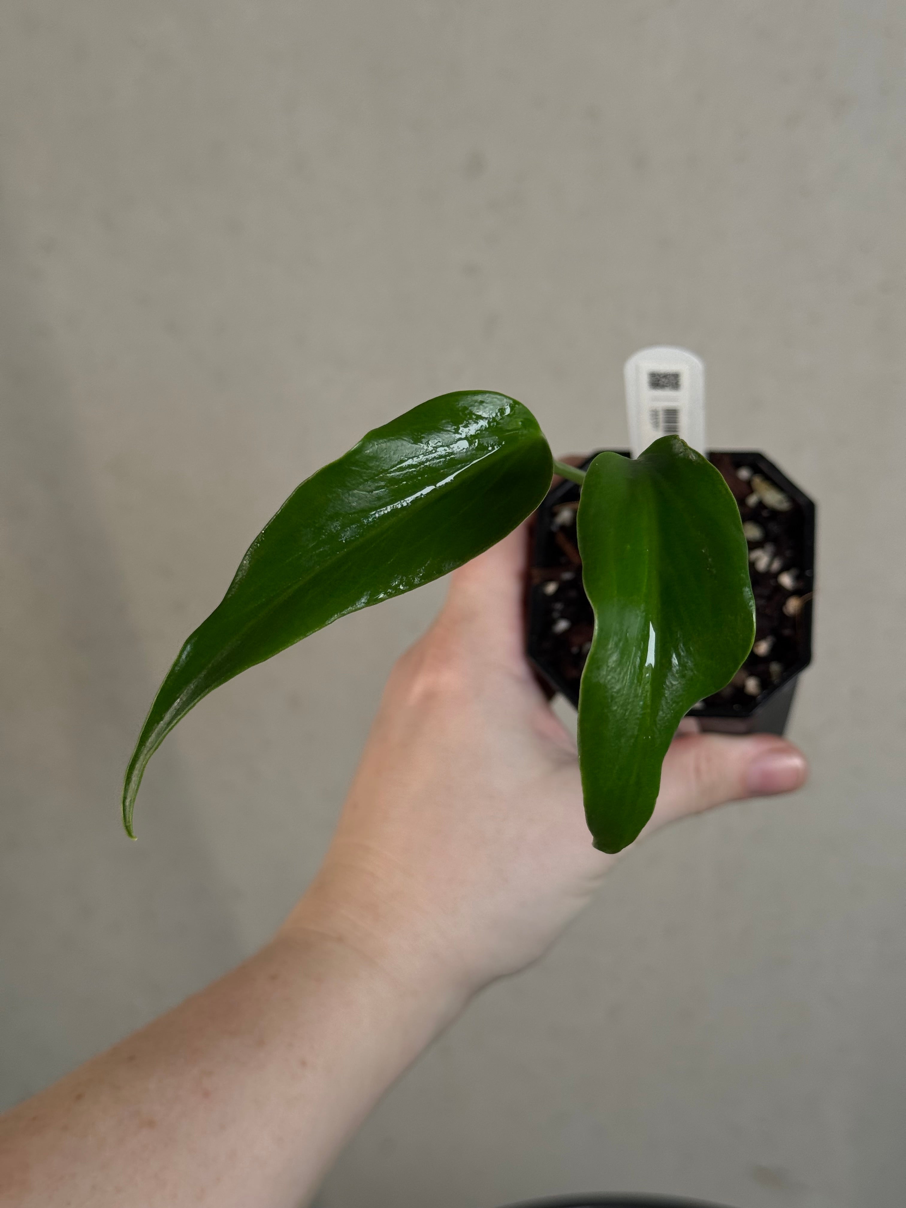 Monstera Burle Marx Flame - Clone