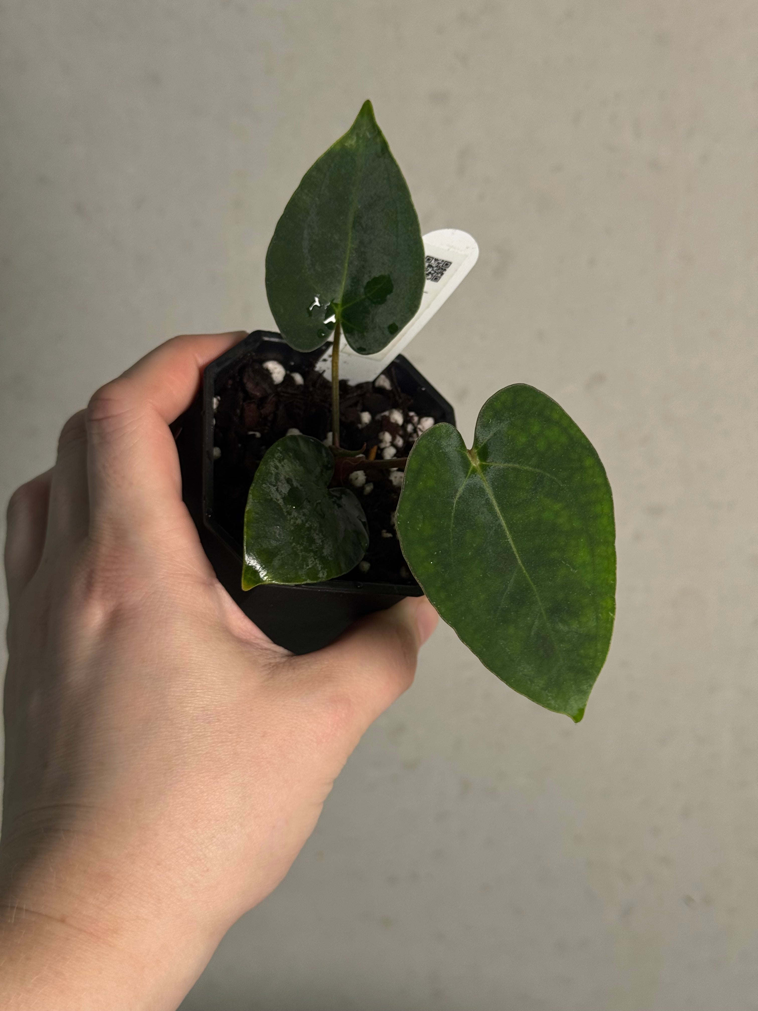 Anthurium (Ralph Lynam x Fort Sherman) x Carlablackiae 'Amanda' - Clone