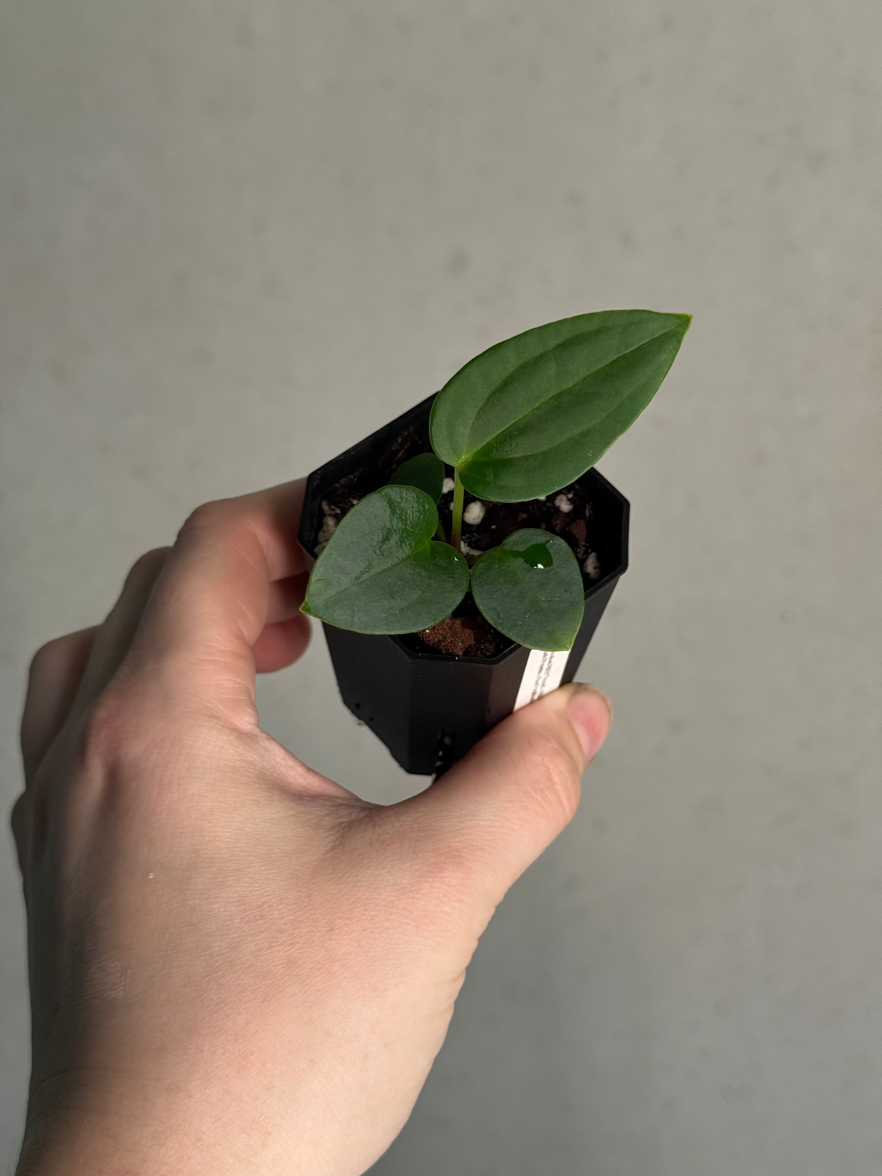 Anthurium BVEP ('Round' x RA1) x (Dark Phoenix x Blue Papillilaminum)
